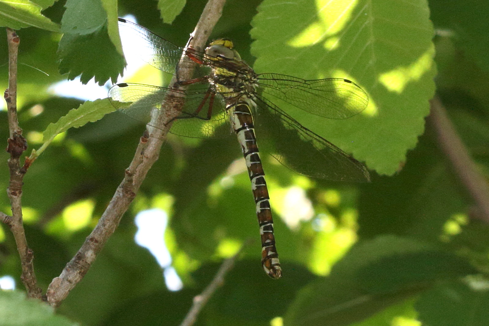 caliaeschna_microstigma2md