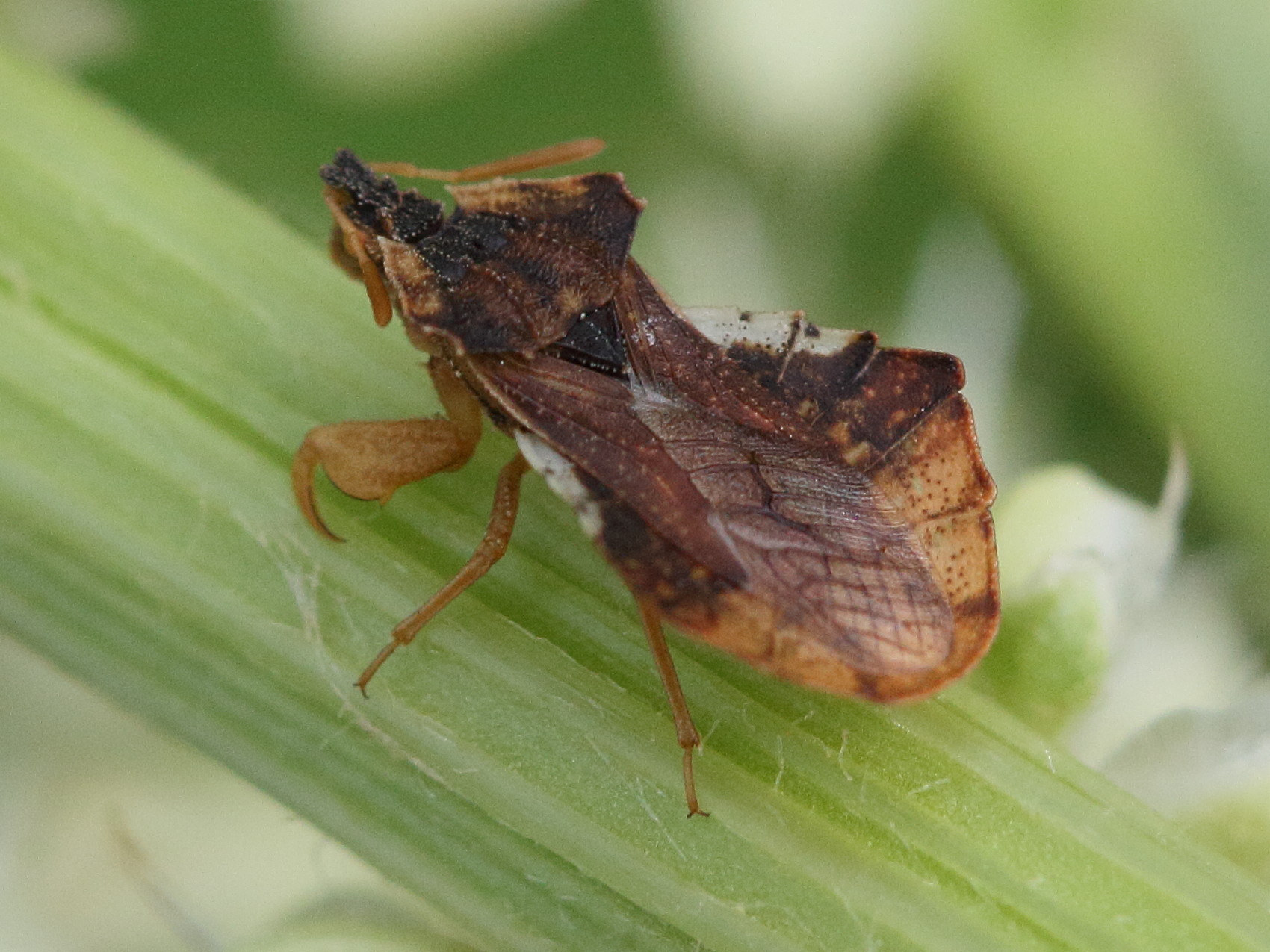 phymata_crassipes1md