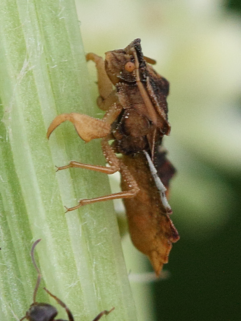 phymata_crassipes2md