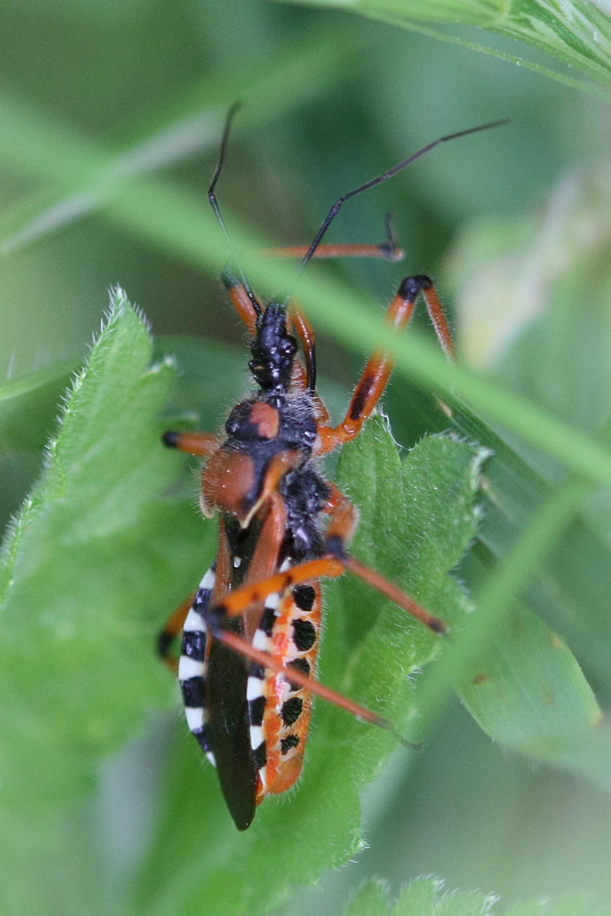 rhynocoris_punctiventris1md