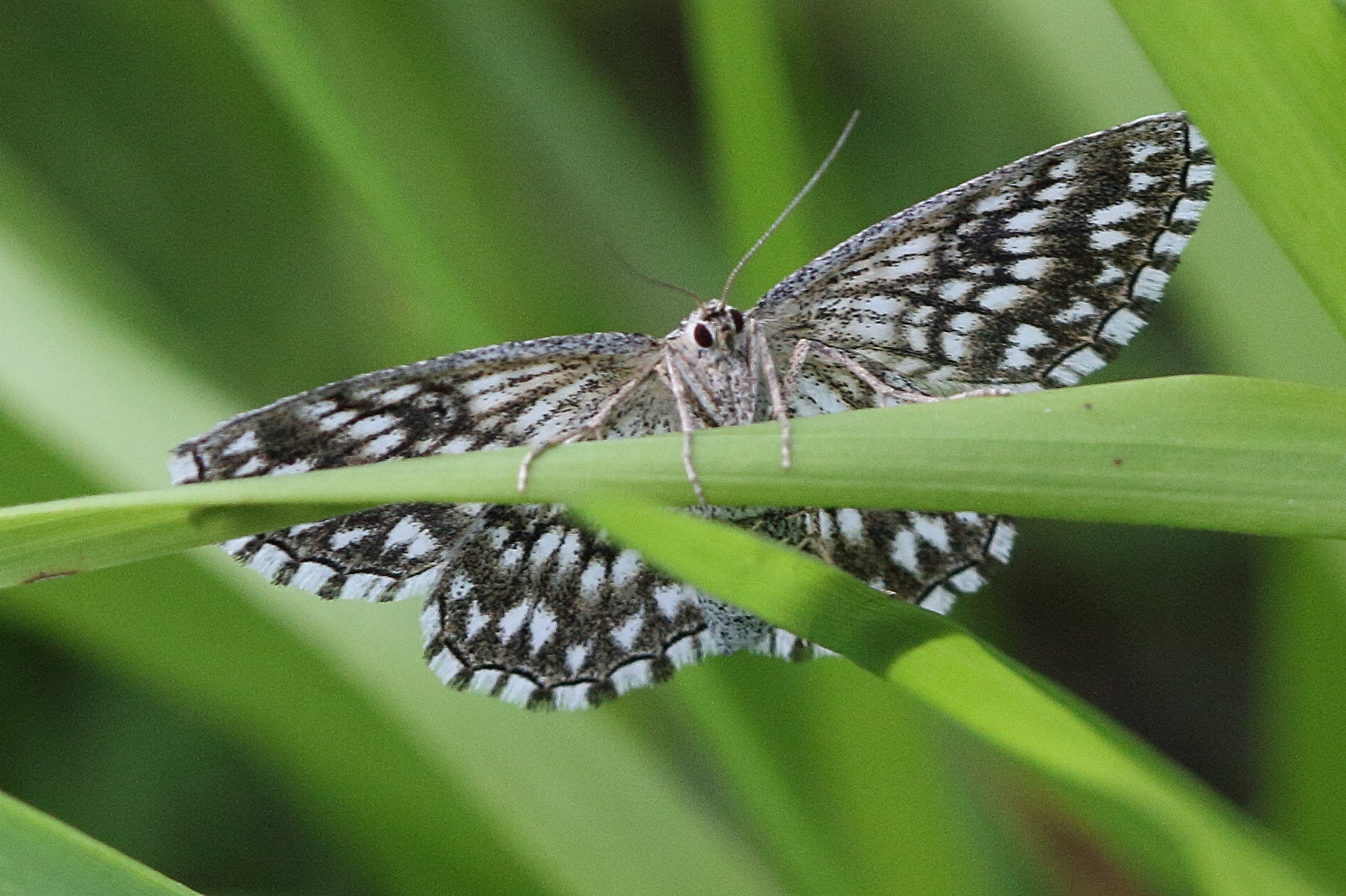 scopula_tessellaria1md