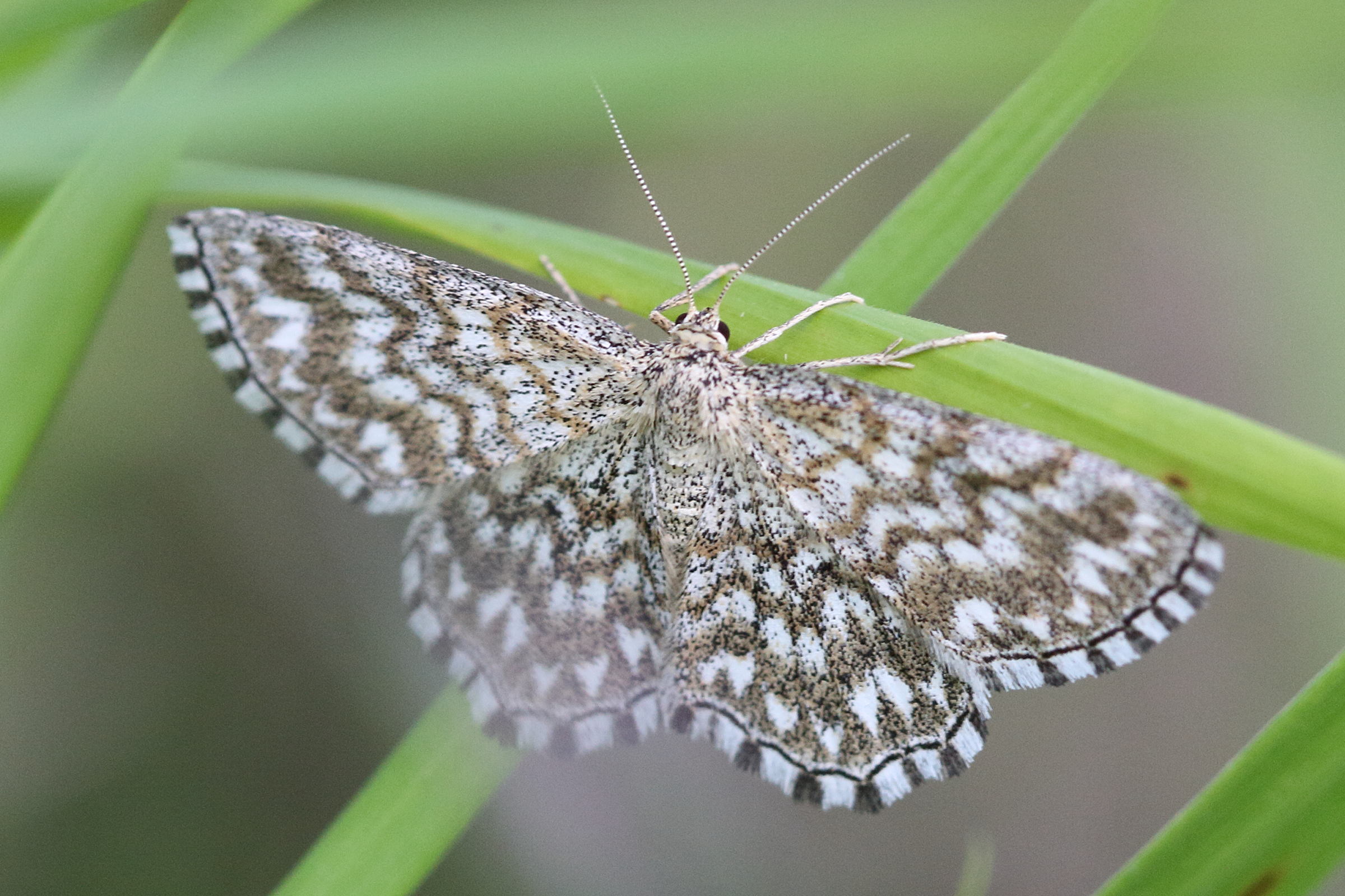 scopula_tessellaria2md