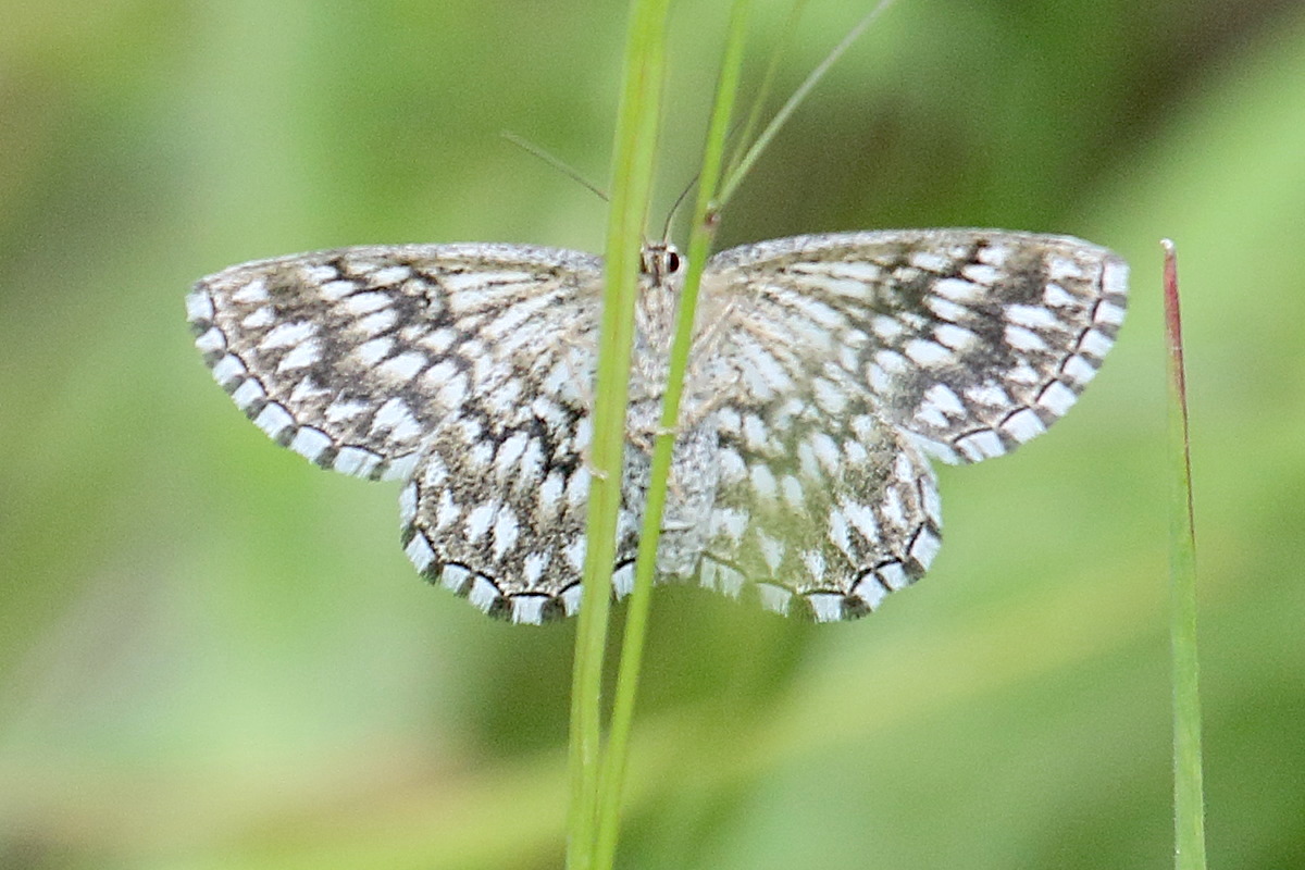 scopula_tessellaria3bd