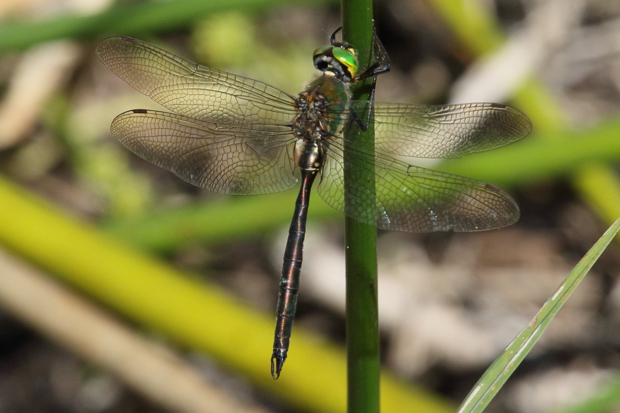 somatochlora_metallica2bd