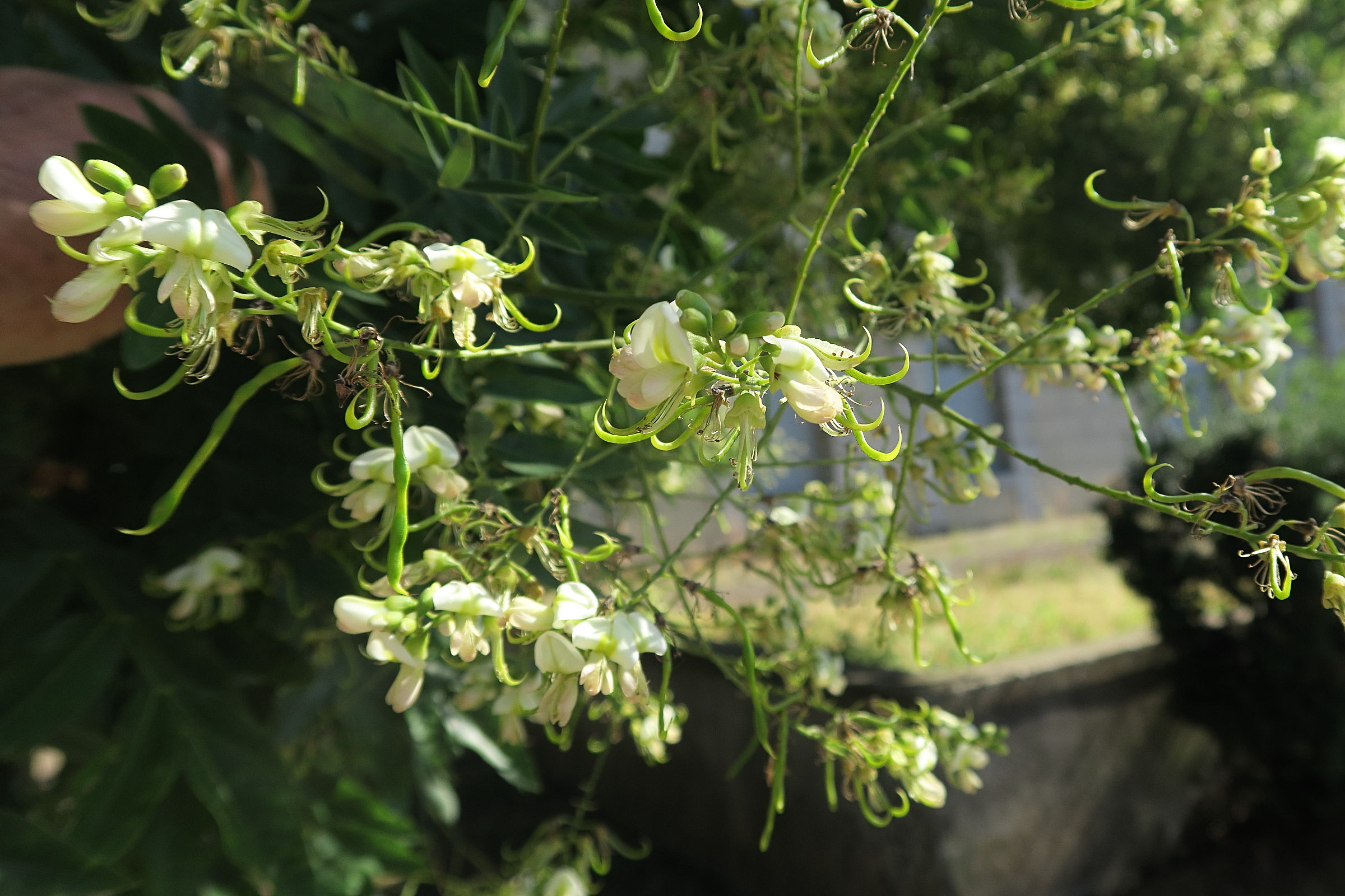 Afficher le média sophora_japonica6md sophora_japonica6md