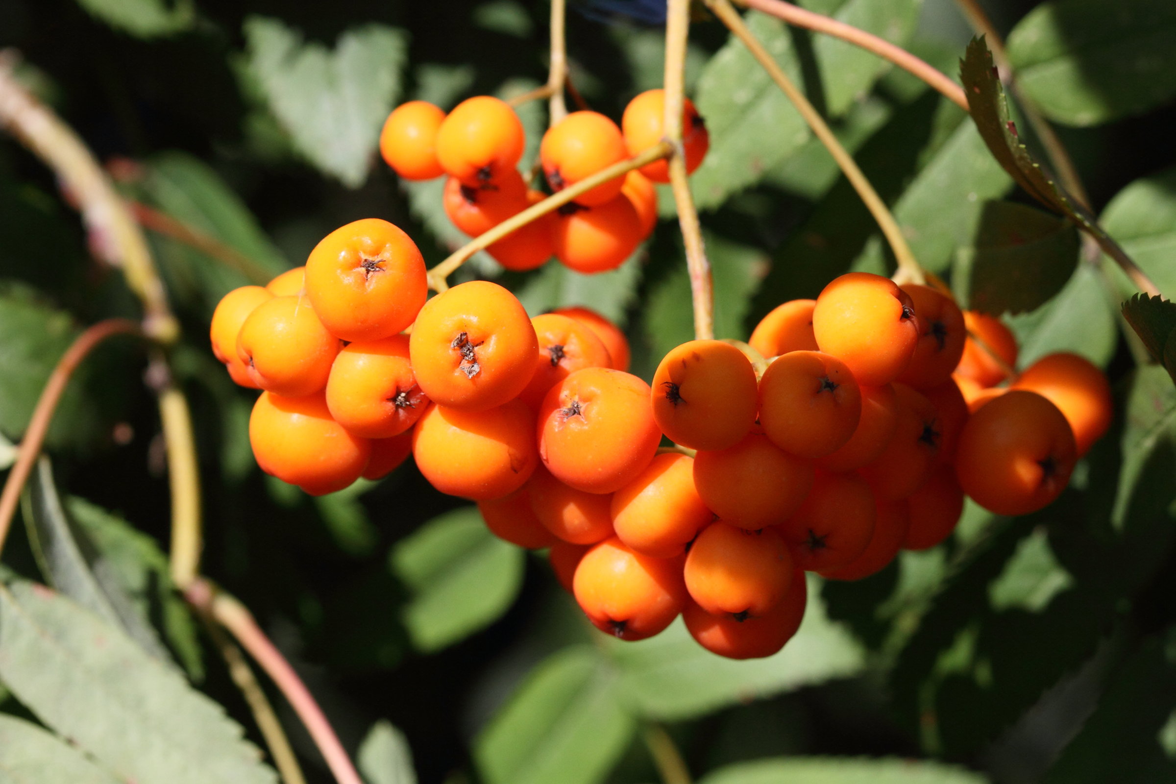 sorbus_aucuparia5md