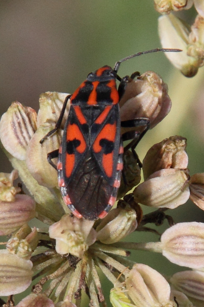 Afficher le média spilostethus_saxatilis5md spilostethus_saxatilis5md