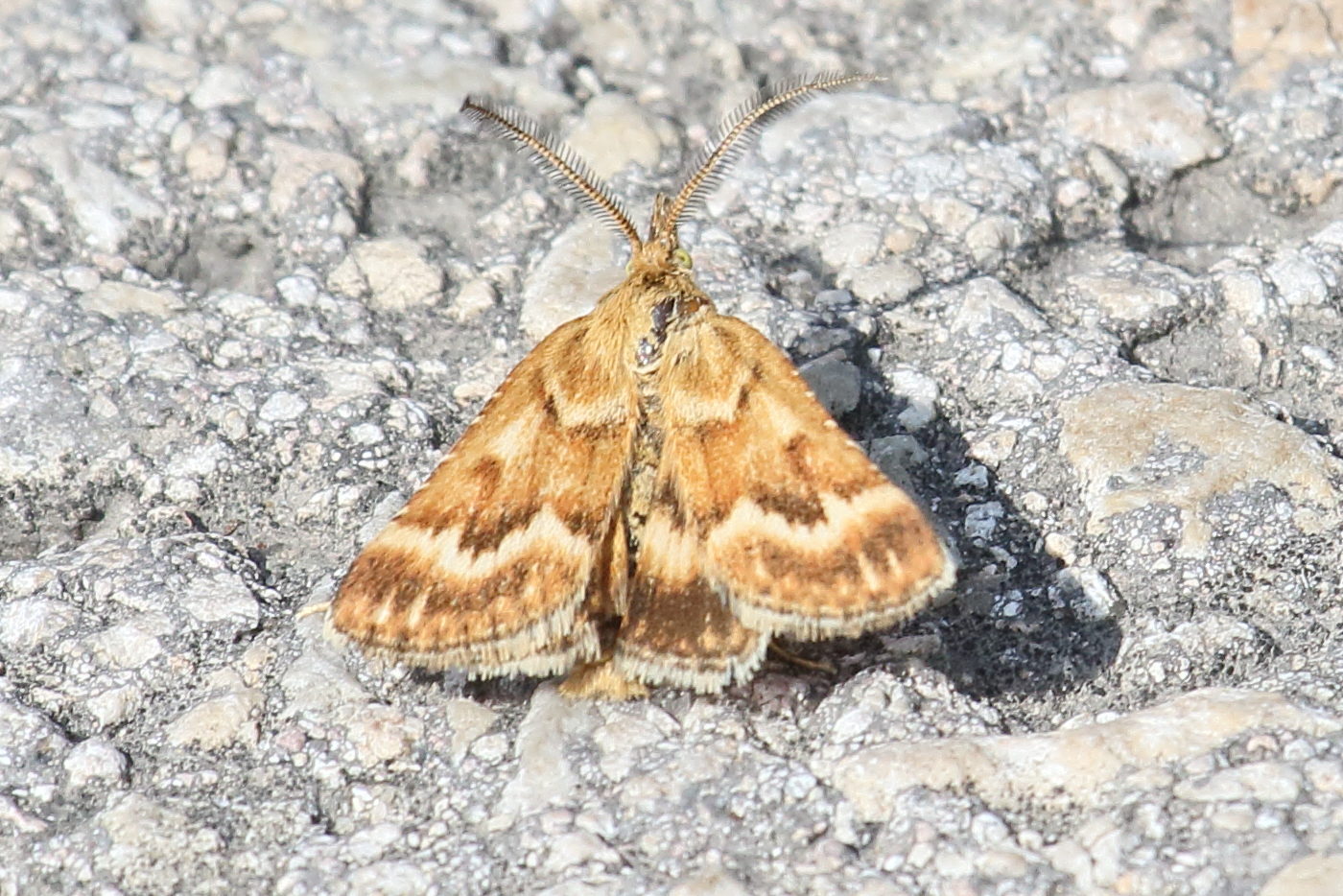 synaphe_moldavica1bd