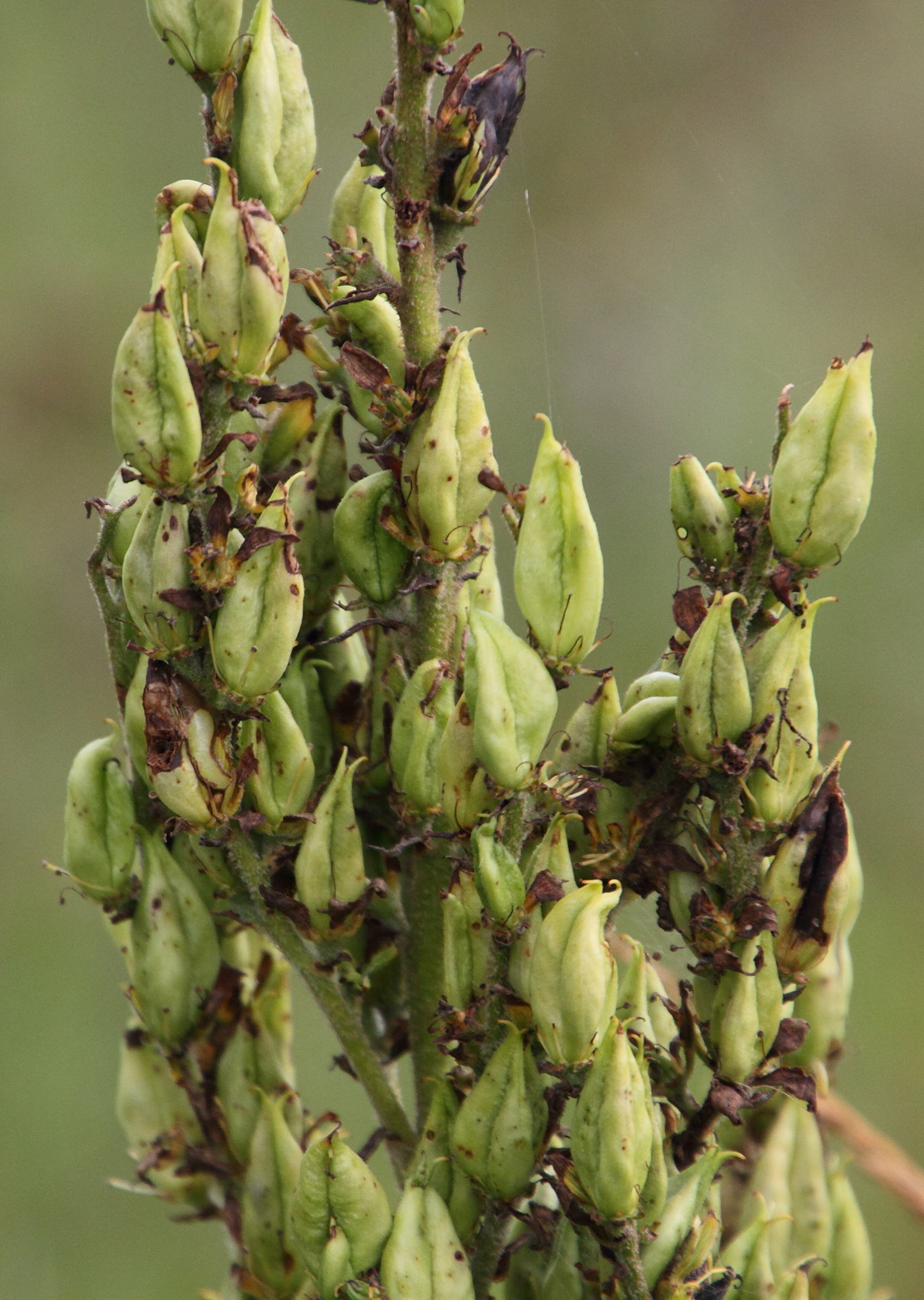 Afficher le média veratrum_album5md veratrum_album5md