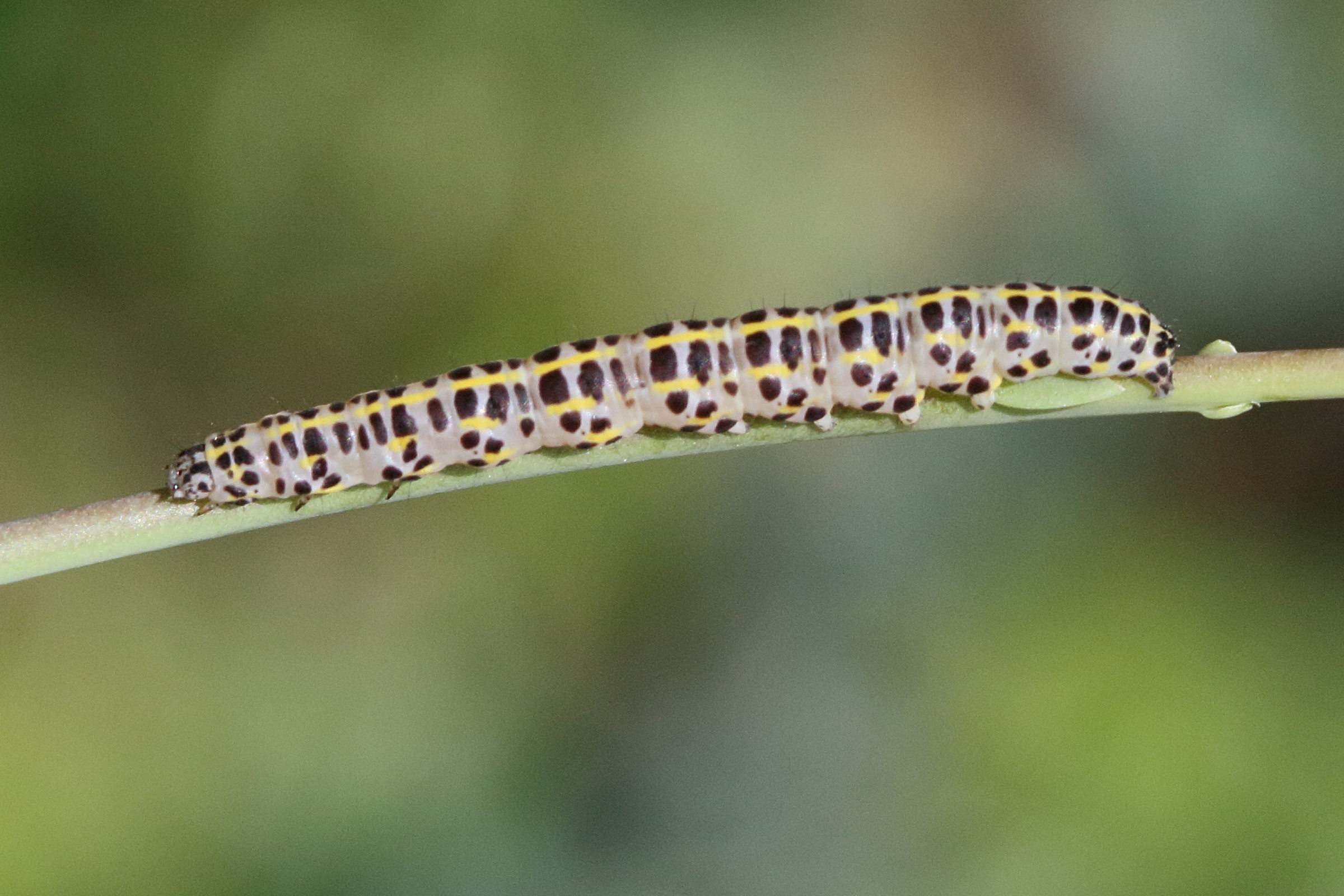 calophasia_lunula_ch2md