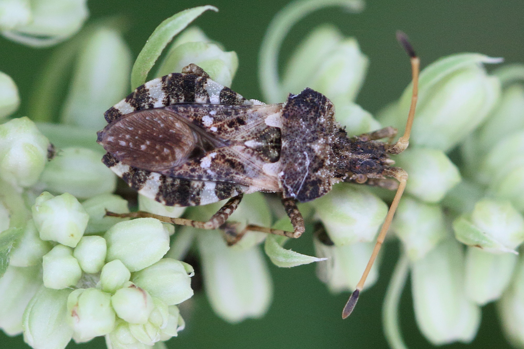 centrocoris_variegatus1md