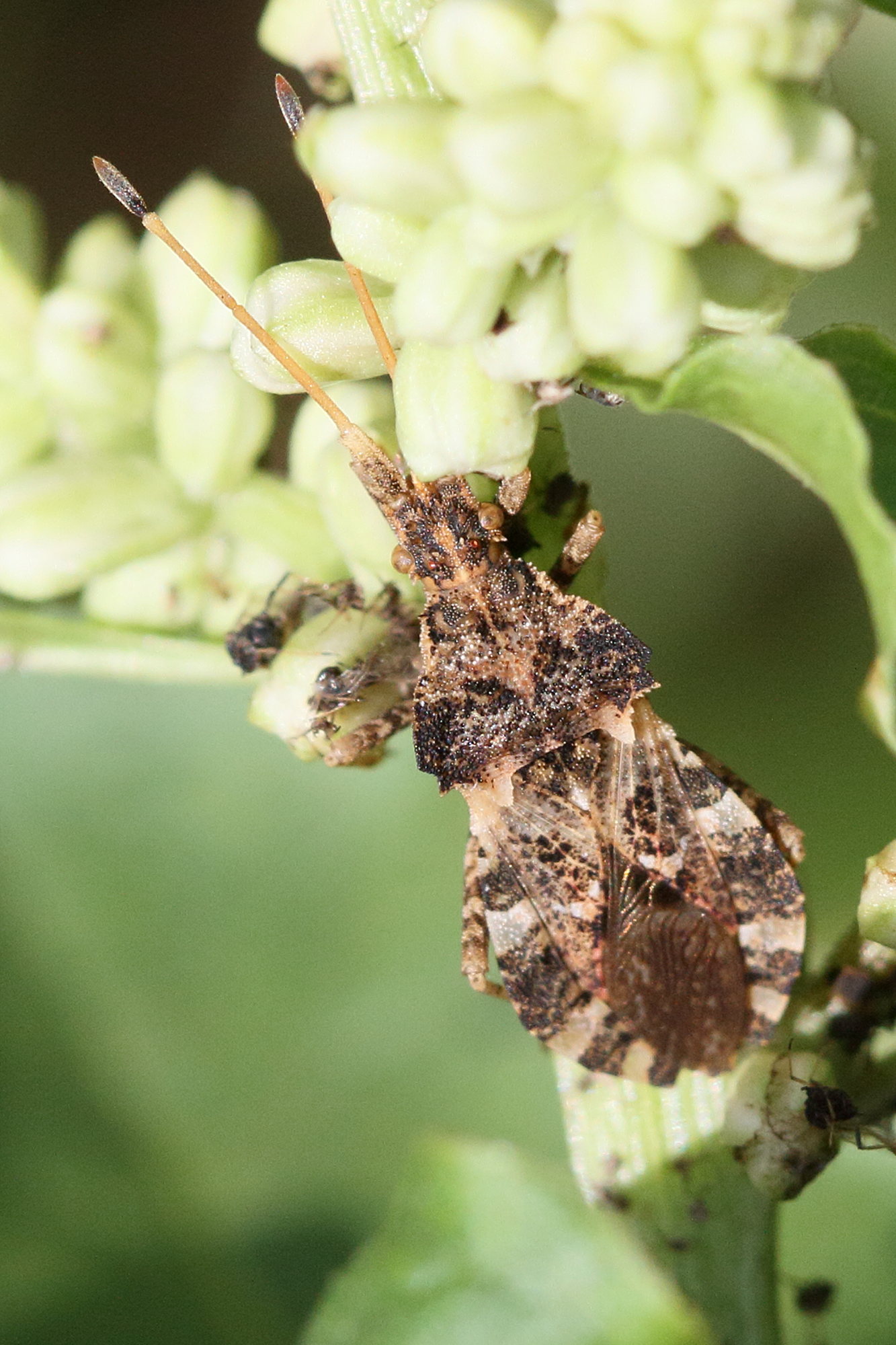 centrocoris_variegatus2md