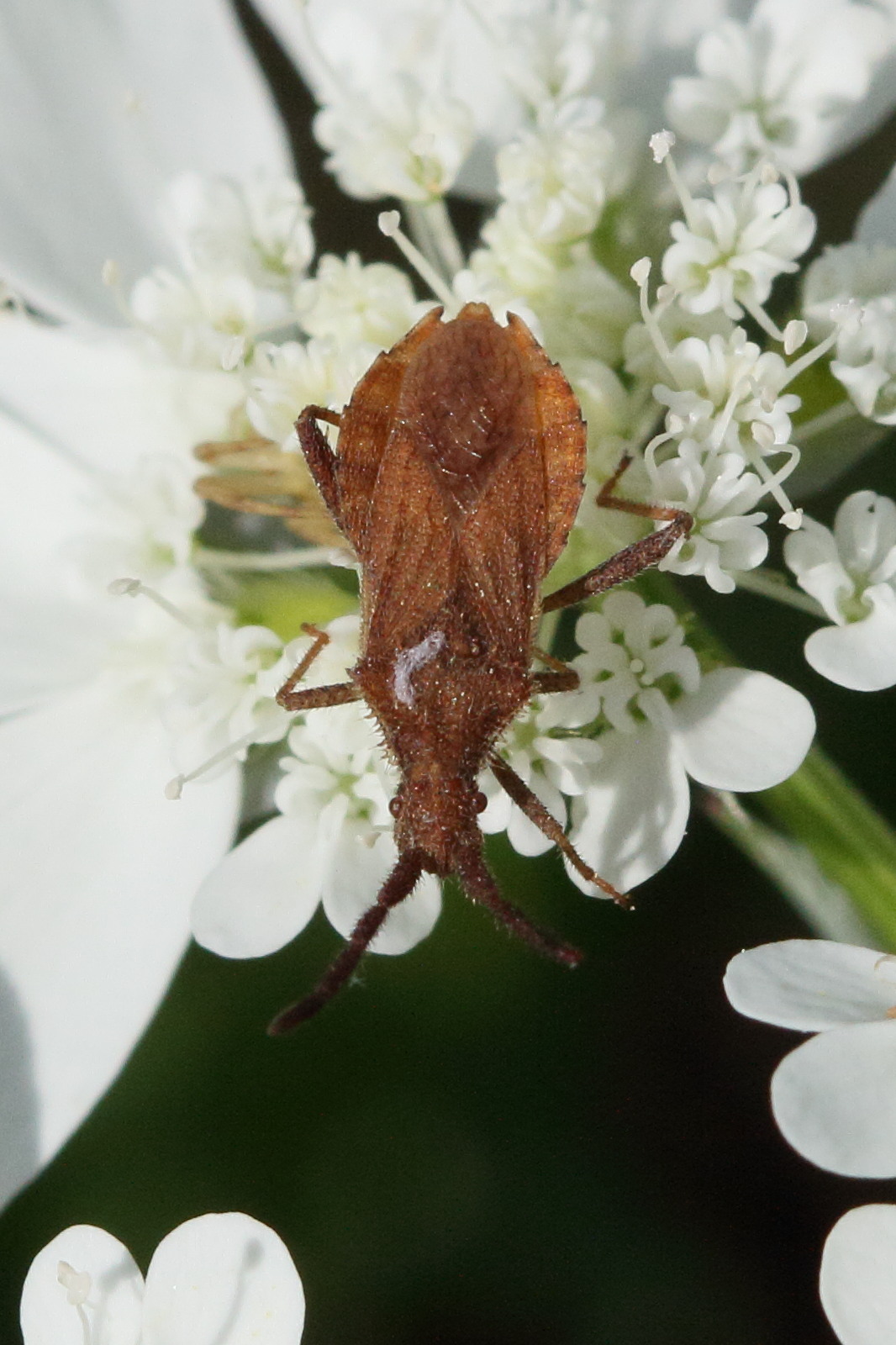 coriomeris_denticulatus1md