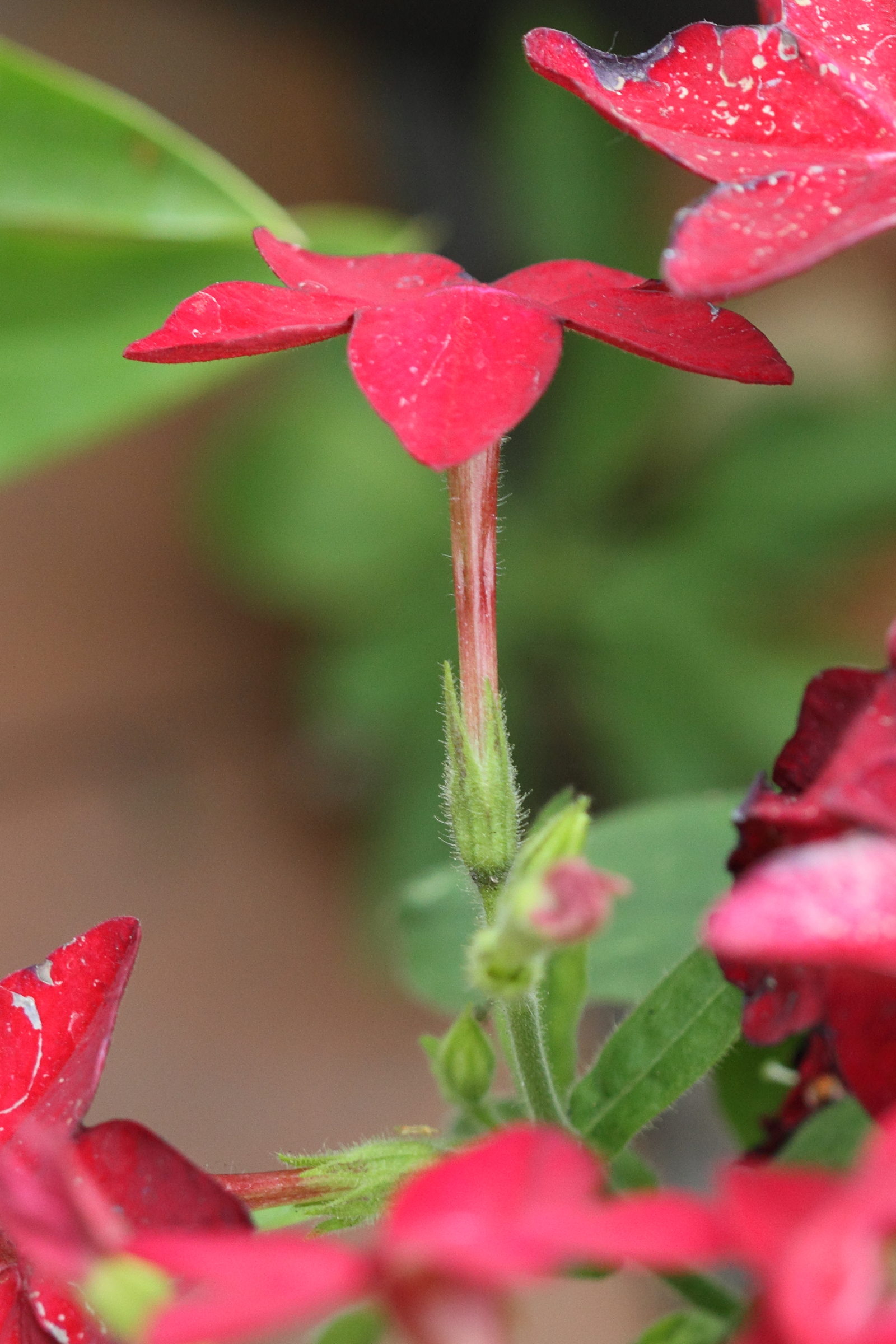 nicotiana_alata2md
