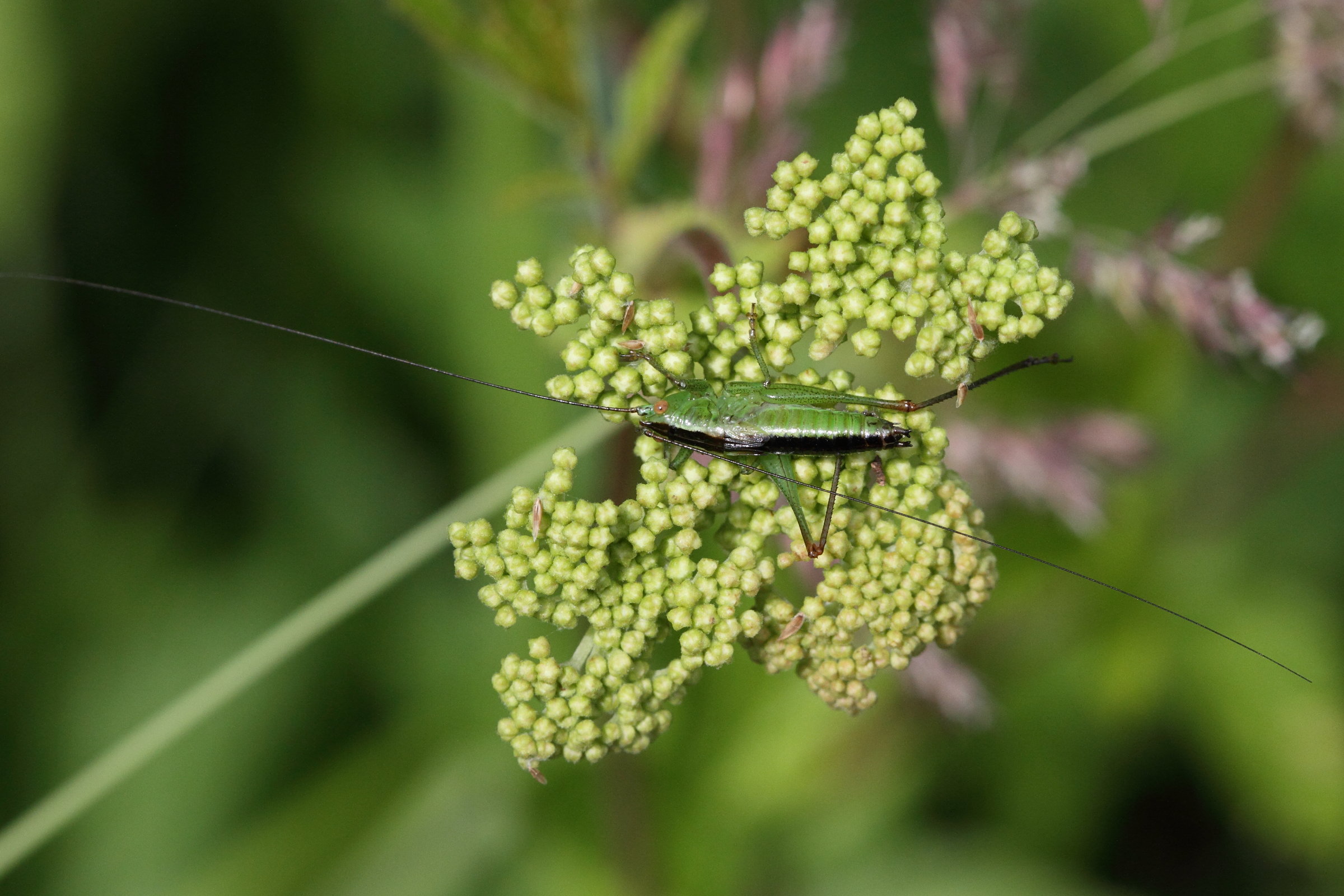 Afficher le média conocephalus_dorsalis1md conocephalus_dorsalis1md