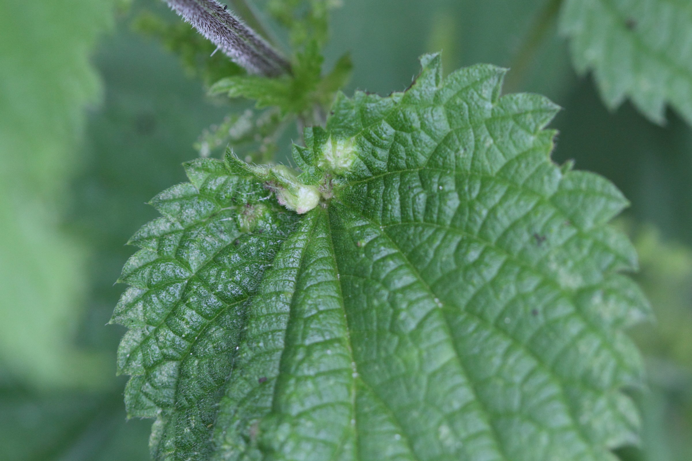 dasineura_urticae_galle1md