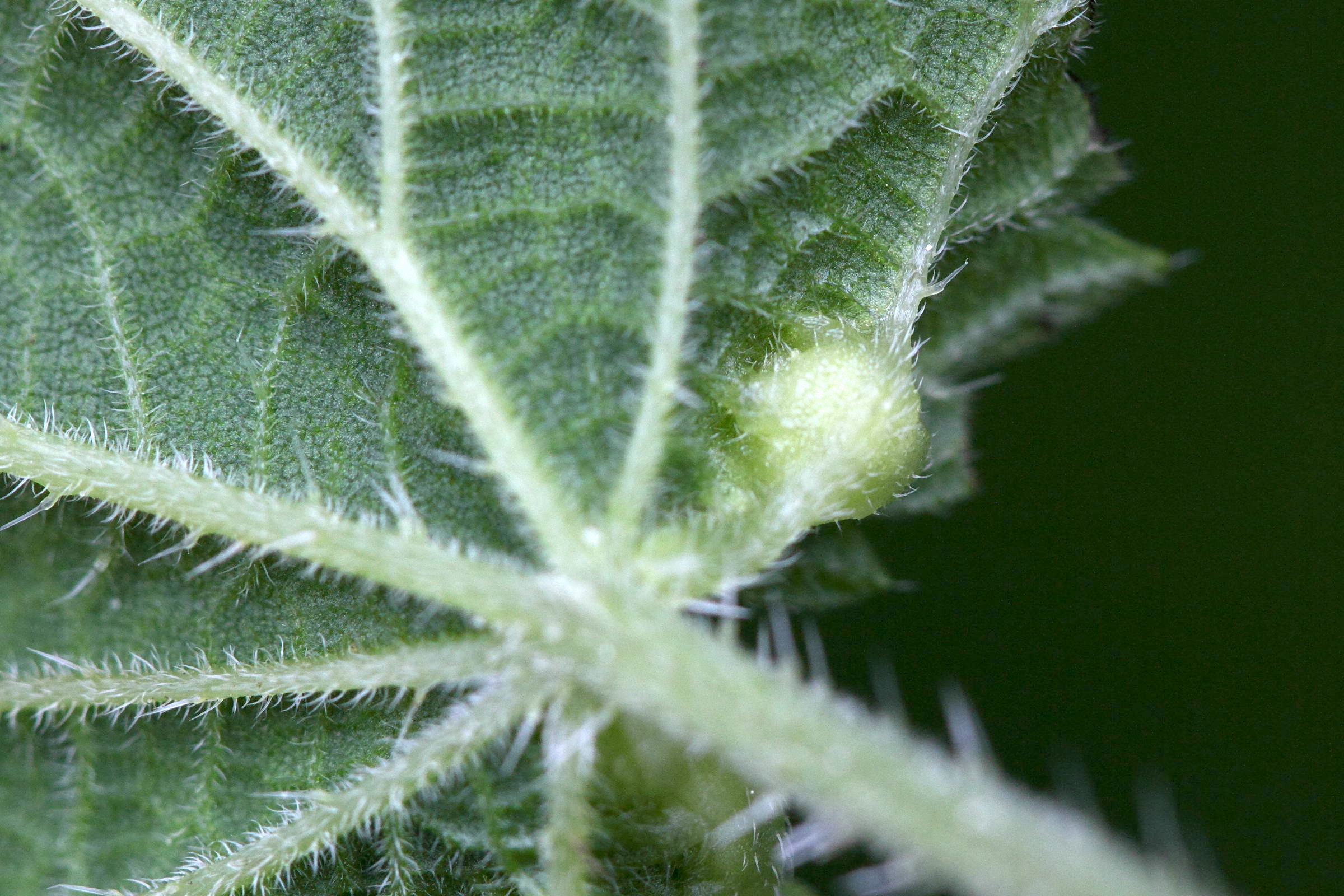 dasineura_urticae_galle2md