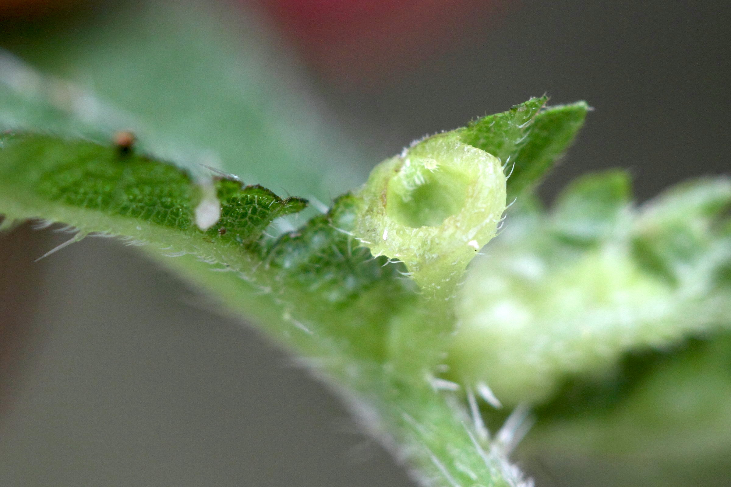 dasineura_urticae_galle3md