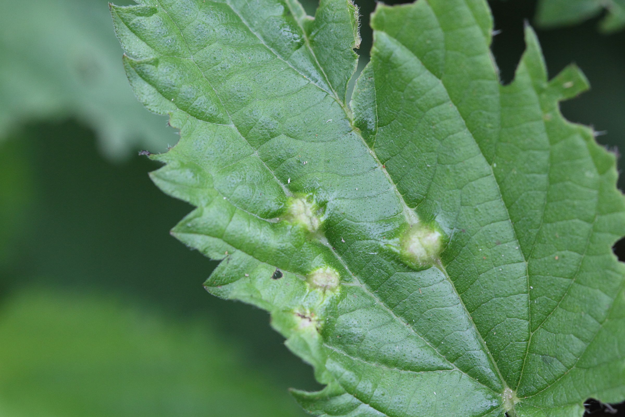 dasineura_urticae_galle4md