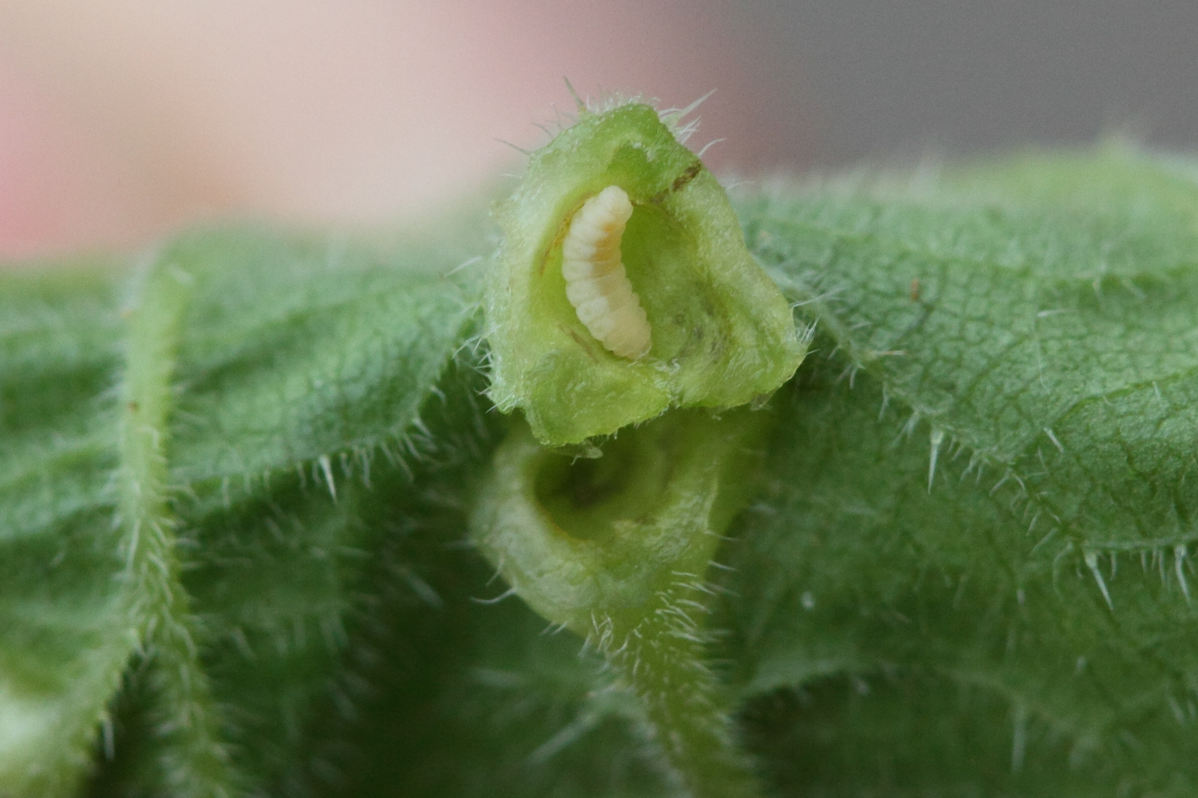 dasineura_urticae_galle5md