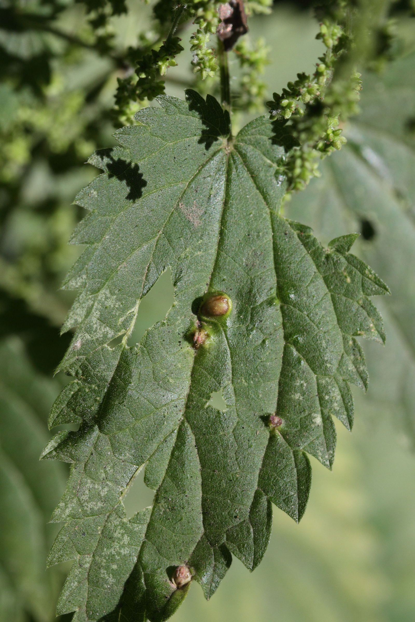 dasineura_urticae_galle6md