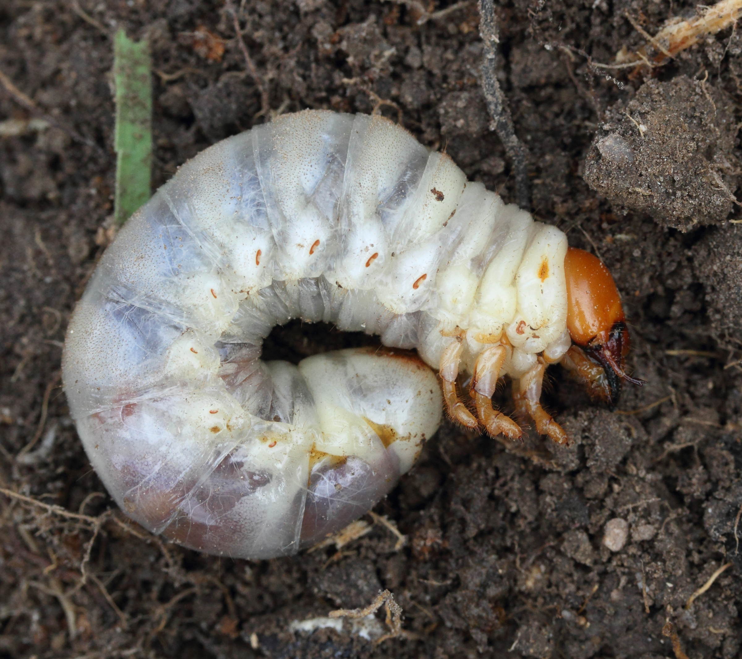 dorcus_parallelipipedus3md