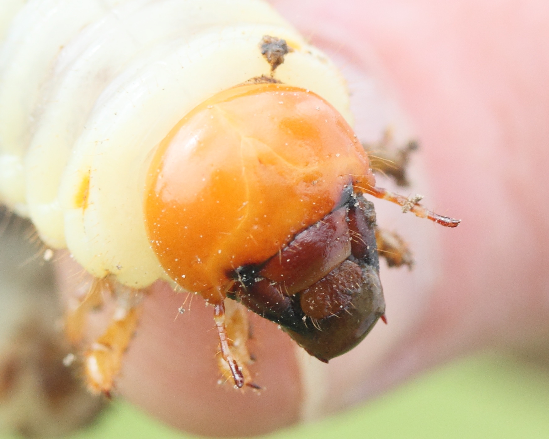 dorcus_parallelipipedus4md