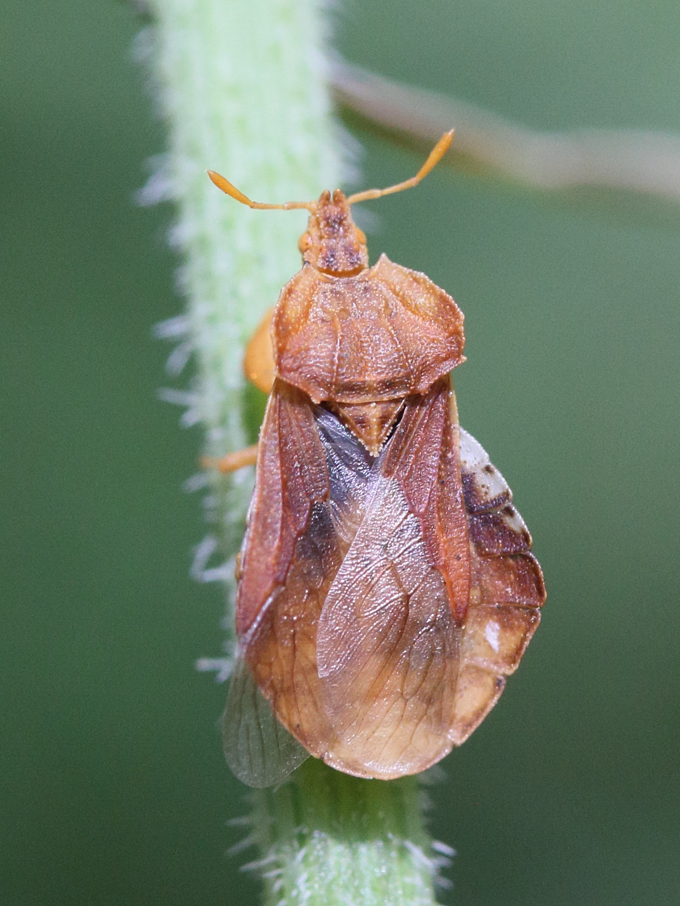 phymata_crassipes3md