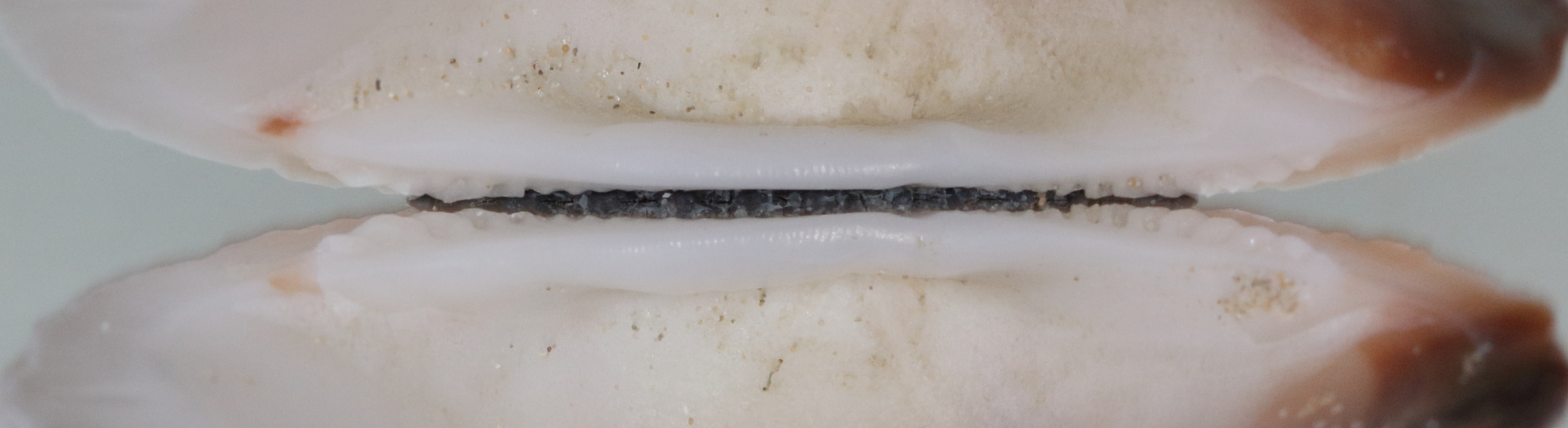 glycymeris_glycymeris4md