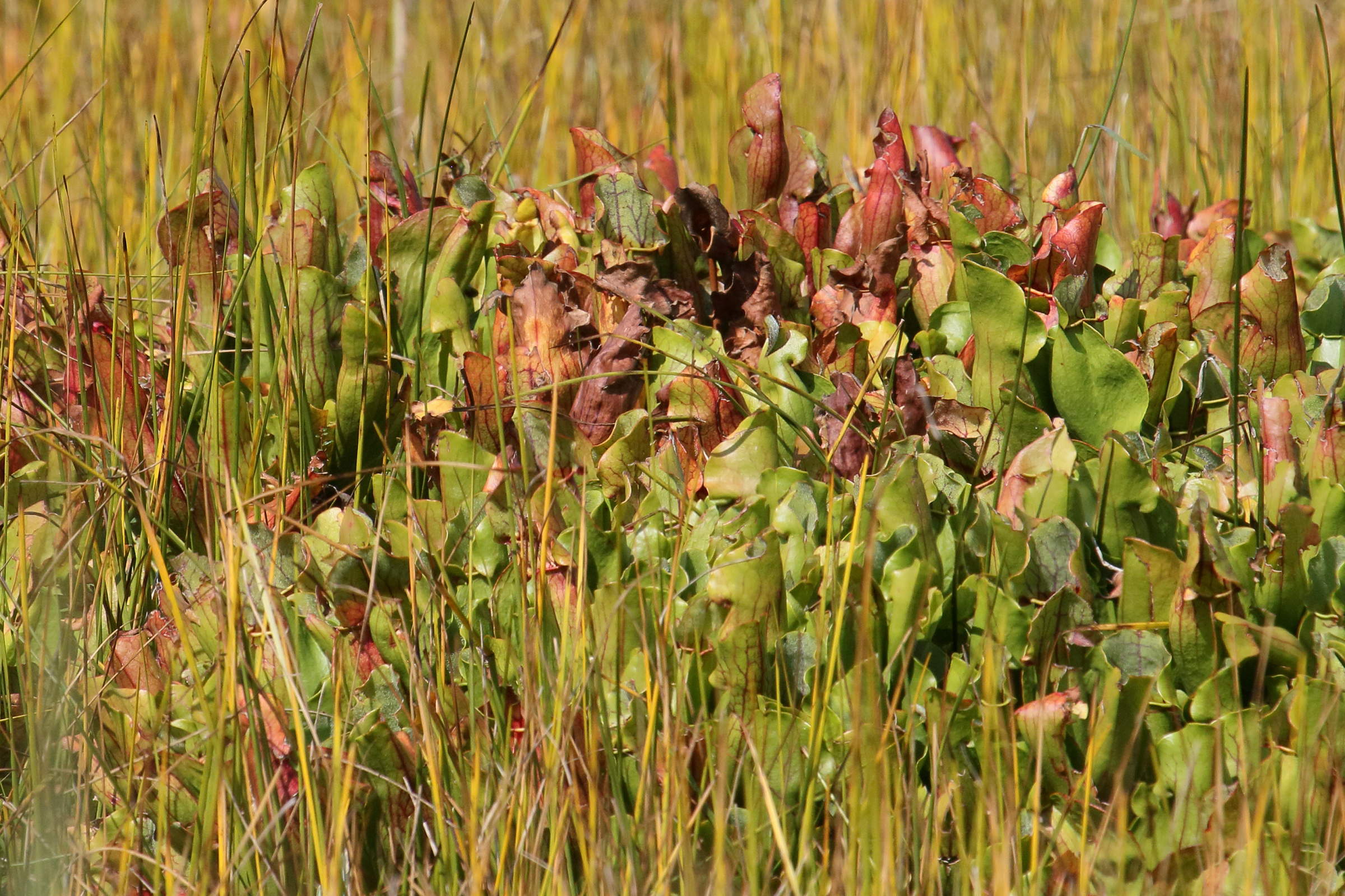 Afficher le média sarracenia_purpurea7bd sarracenia_purpurea7bd