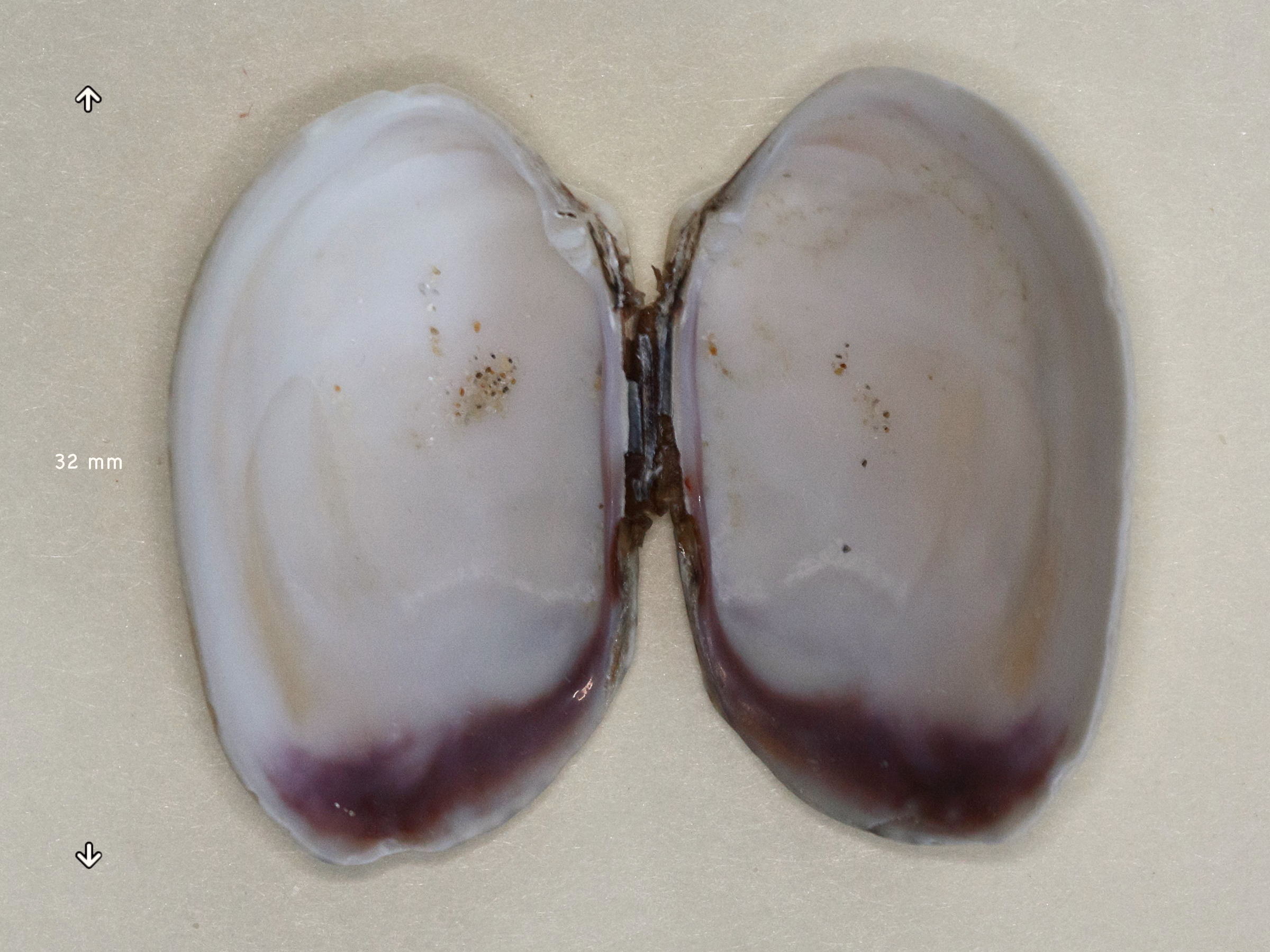 venerupis_corrugata1md