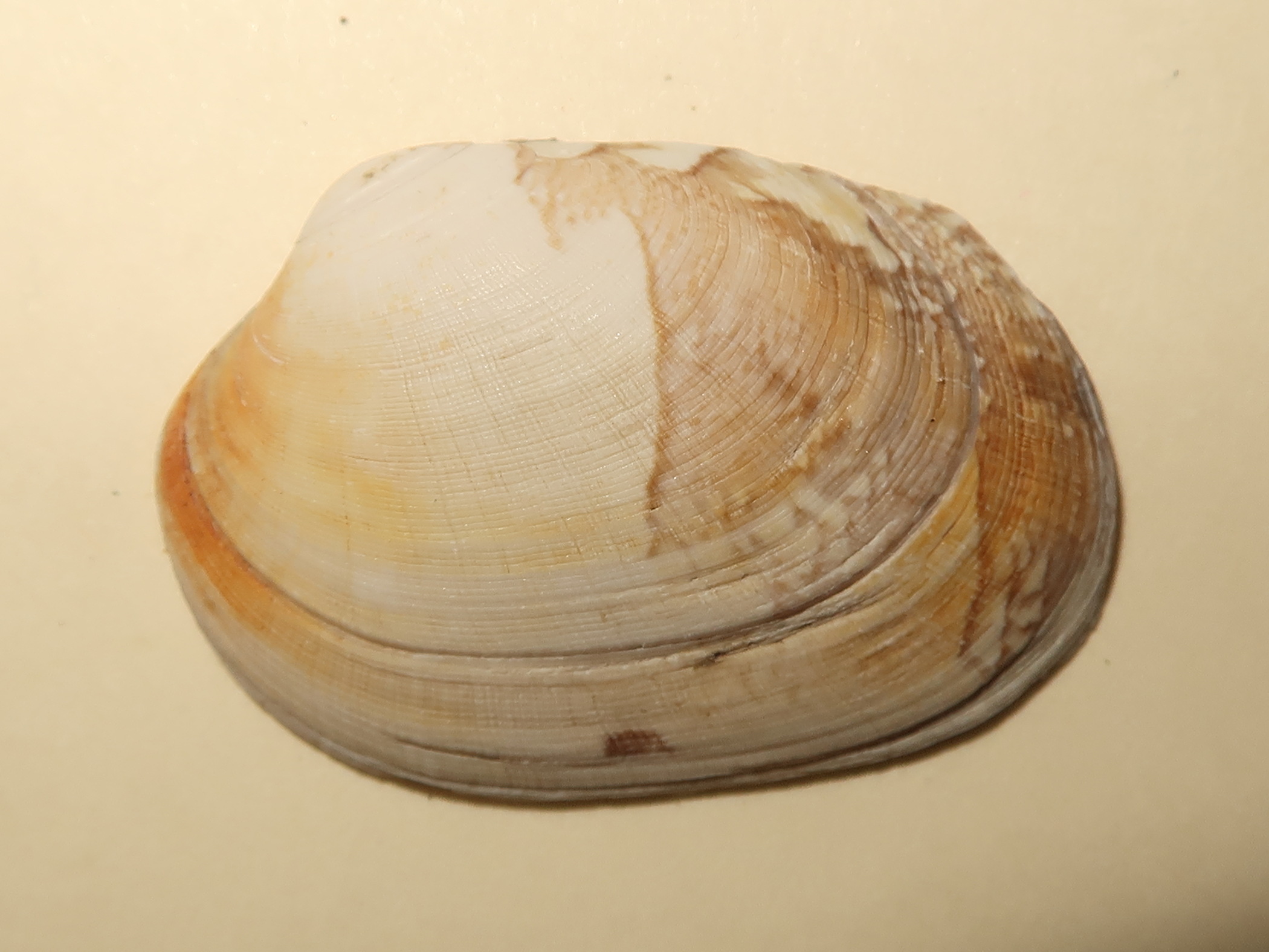 venerupis_corrugata2md