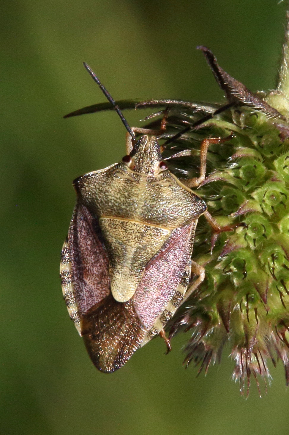 carpocoris_fuscispinus