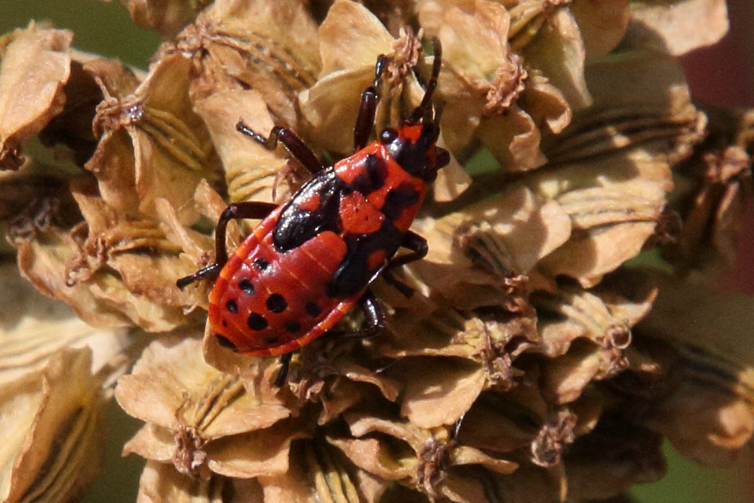 Afficher le média spilostethus_saxatilis6md spilostethus_saxatilis6md
