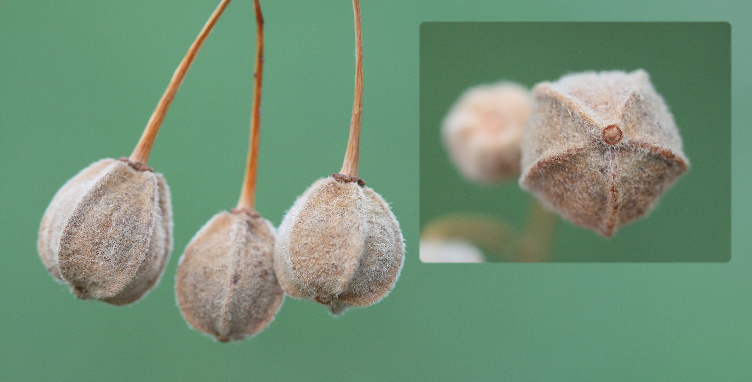 Afficher le média tilia_platyphyllos9md tilia_platyphyllos9md