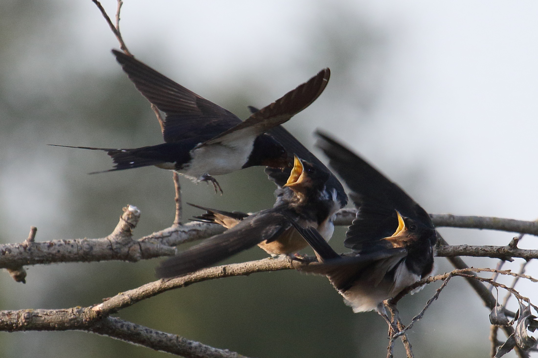 hirondelle_rustique_-_hirundo_rustica9bd