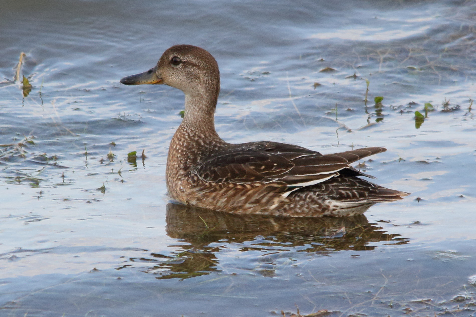 sarcelle_d-hiver_-_anas_crecca6md