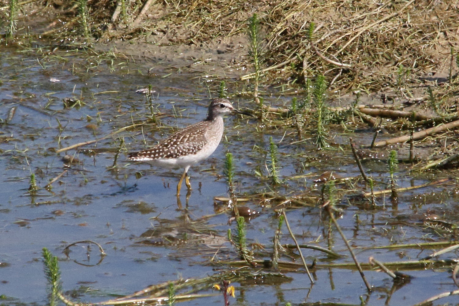 chevalier_sylvain_-_tringa_glareola4md