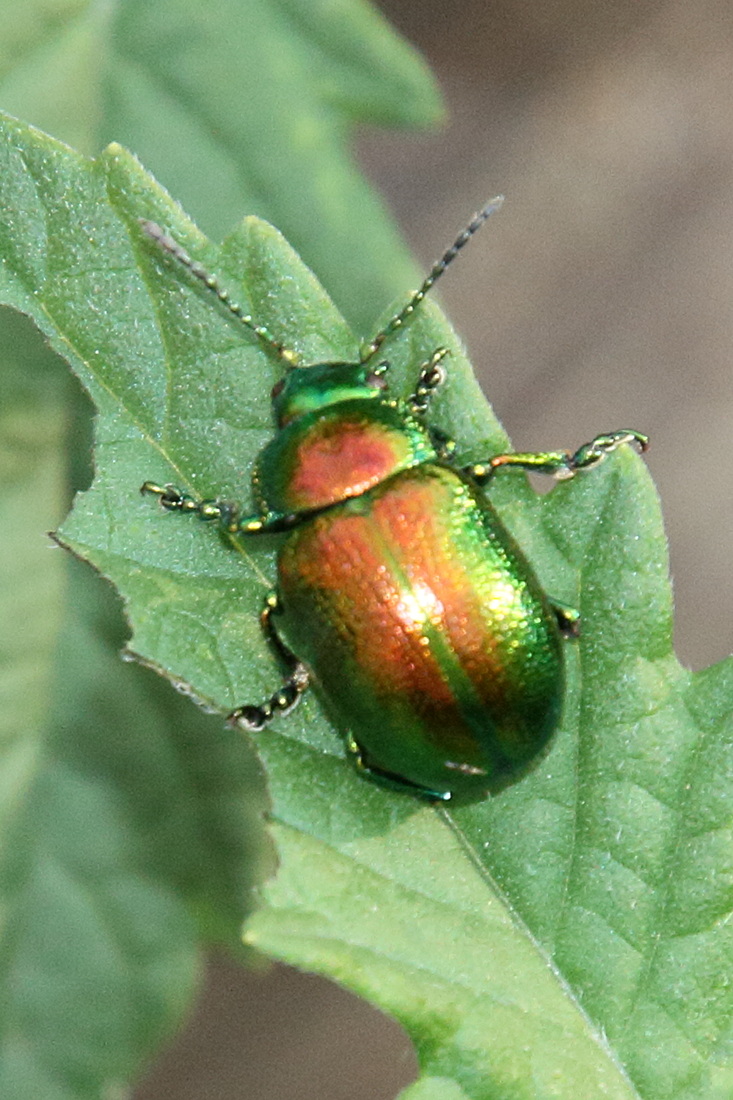 chrysolina_herbacea2md