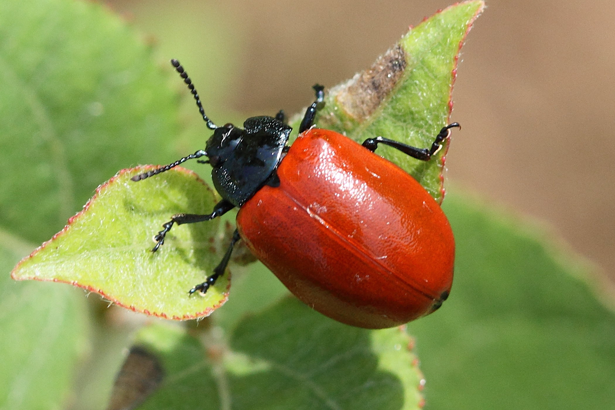 Afficher le média chrysomela_populi3md chrysomela_populi3md