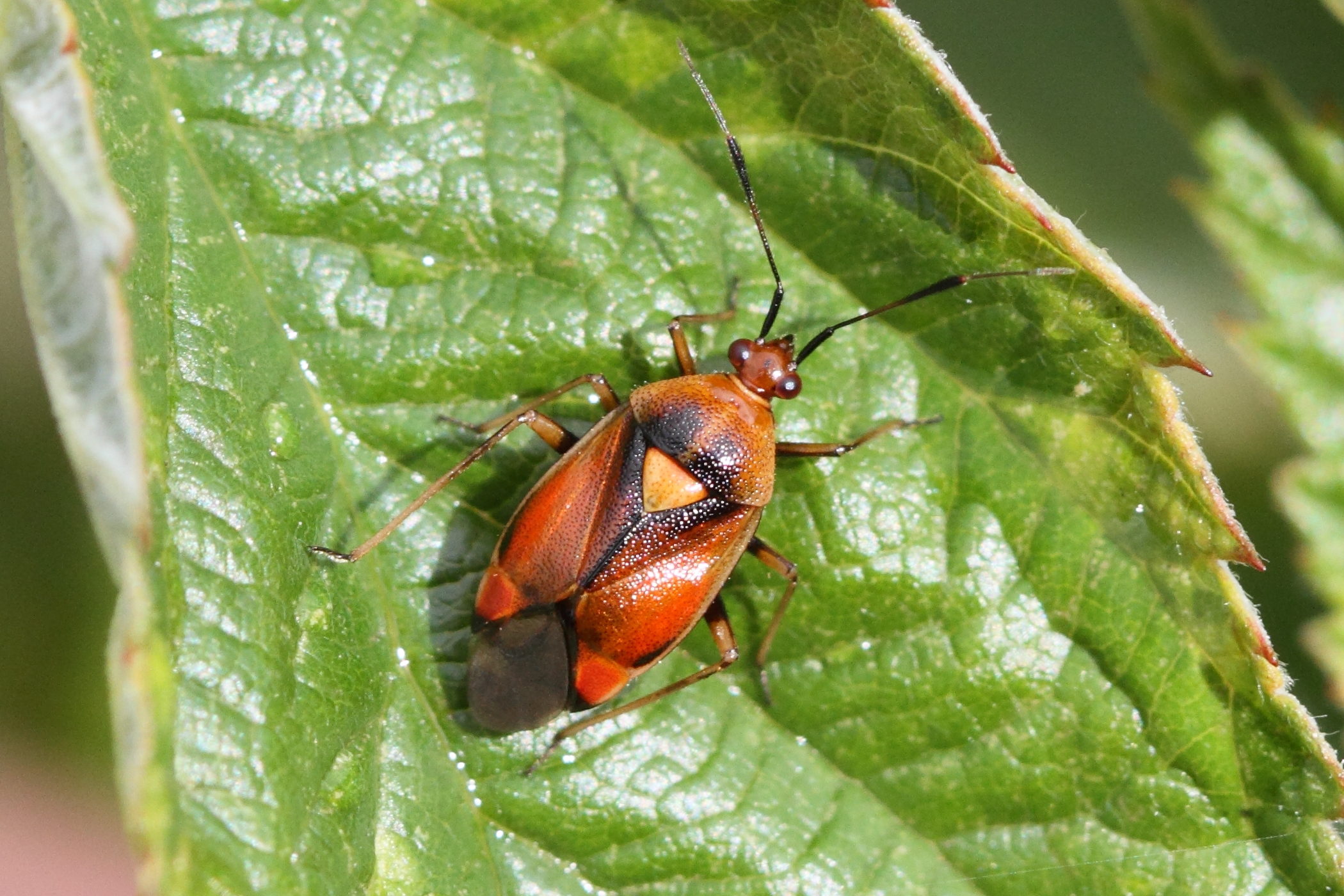 deraeocoris_ruber6md