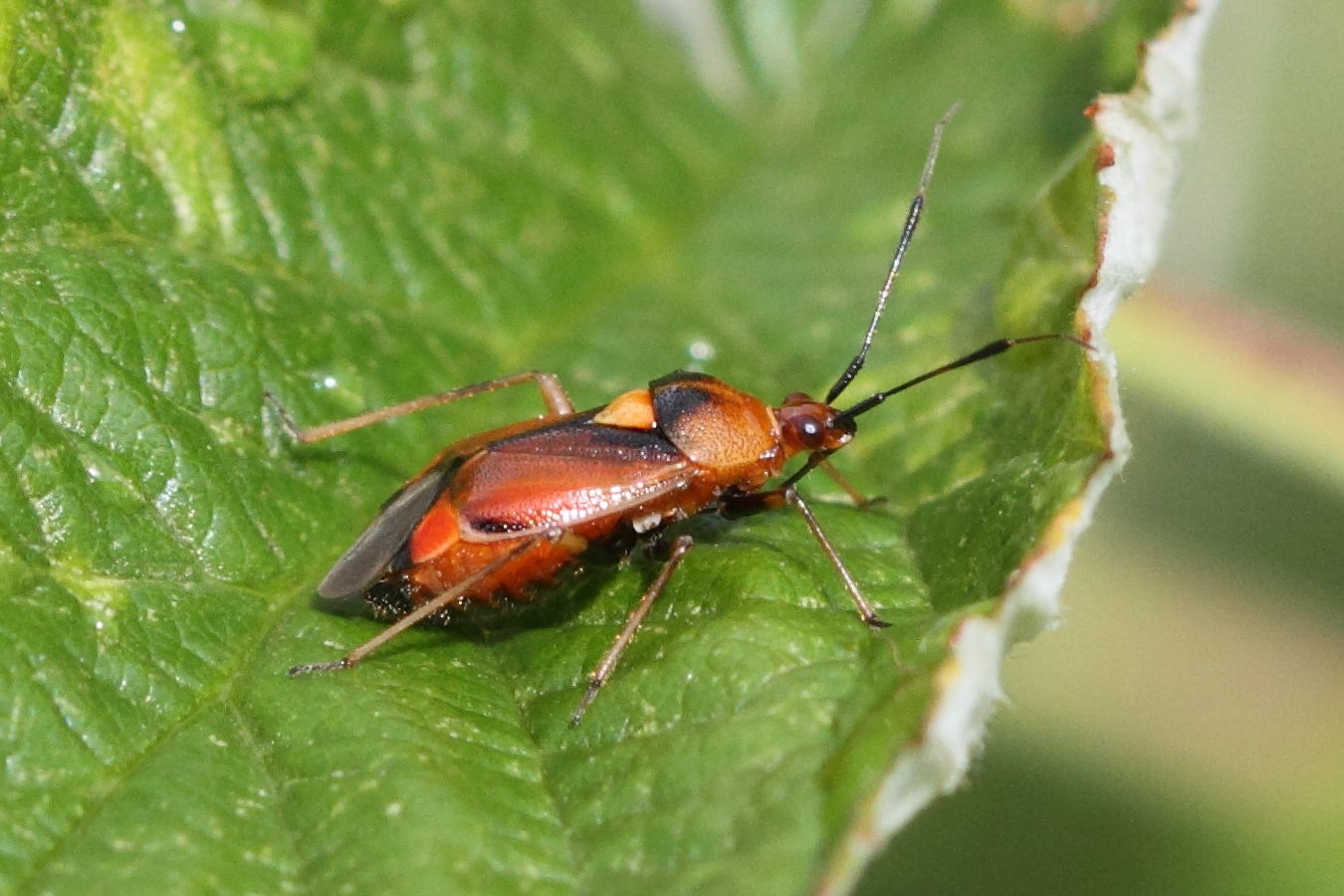 deraeocoris_ruber7md