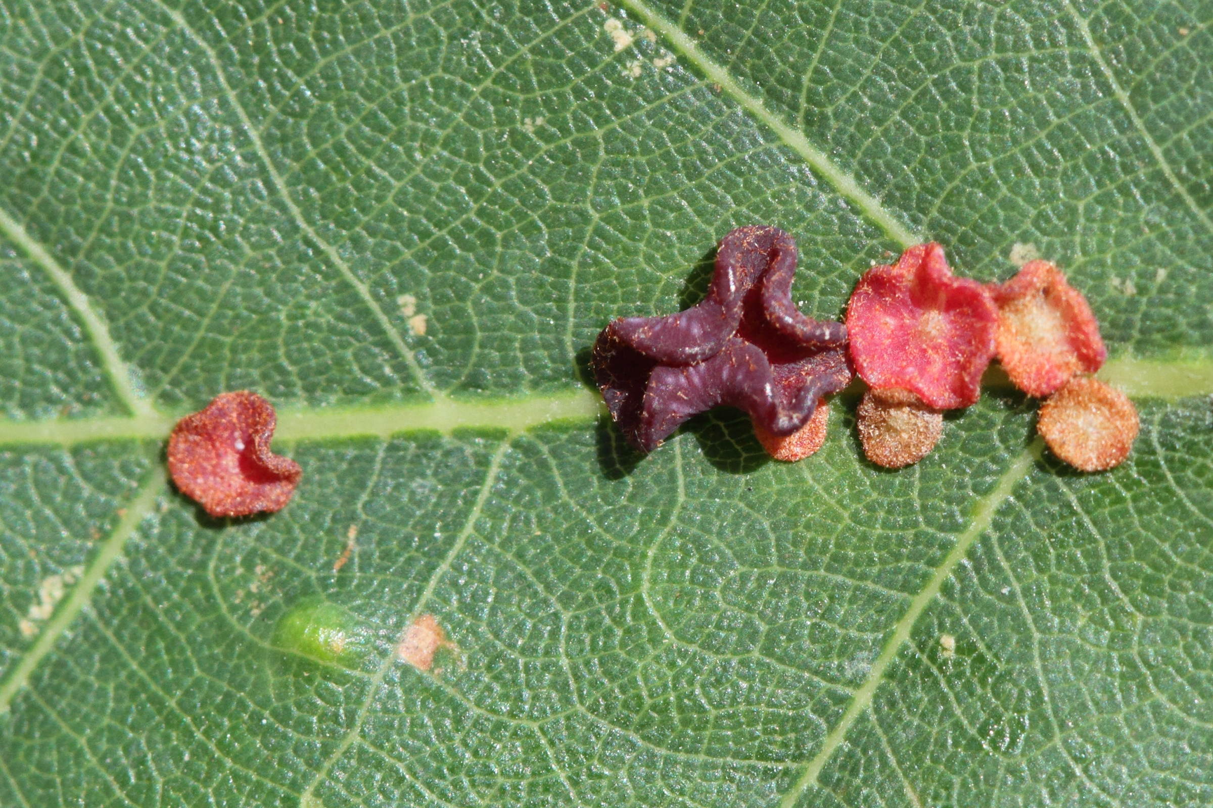 neuroterus_albipes_galle5md