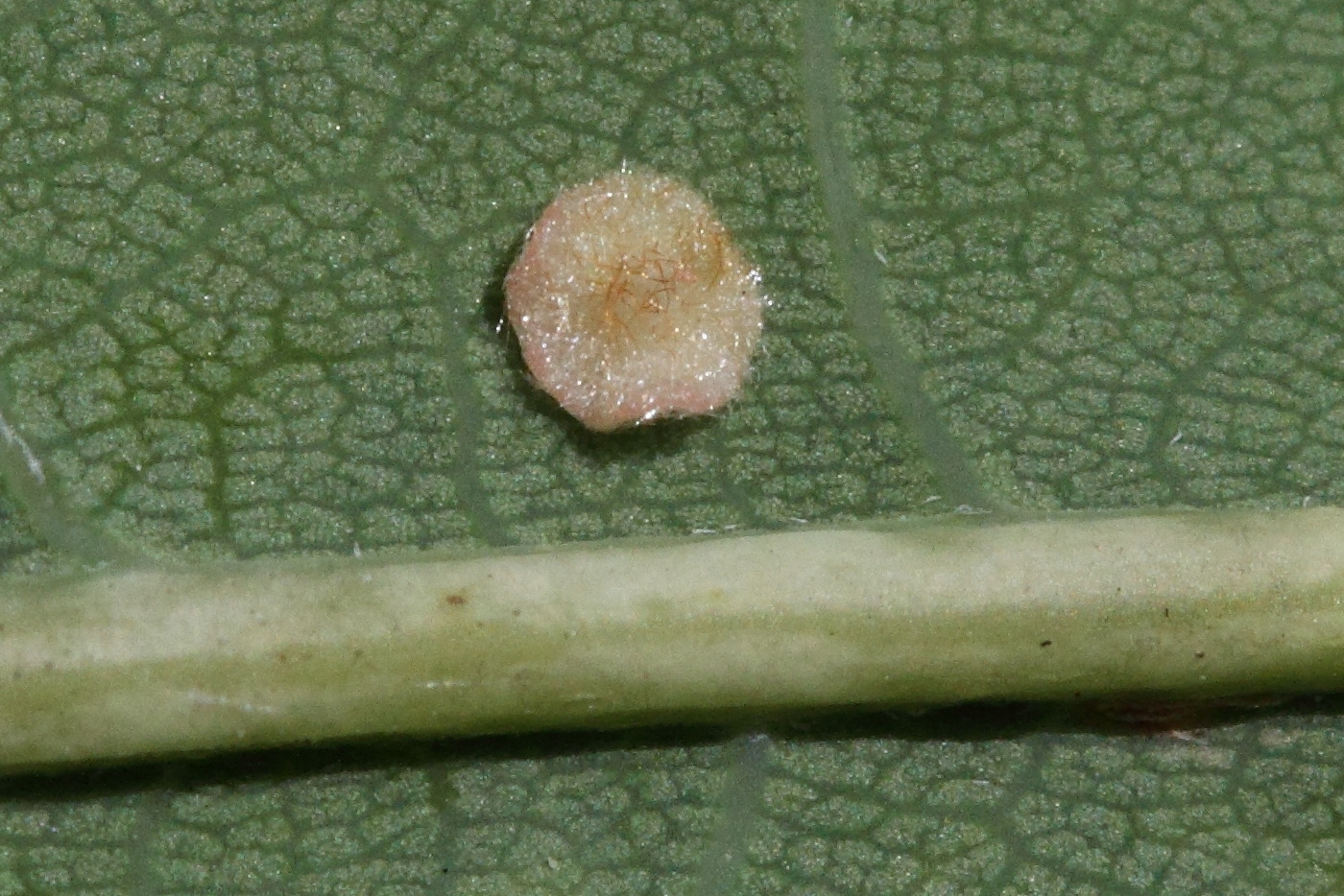 neuroterus_albipes_galle6md