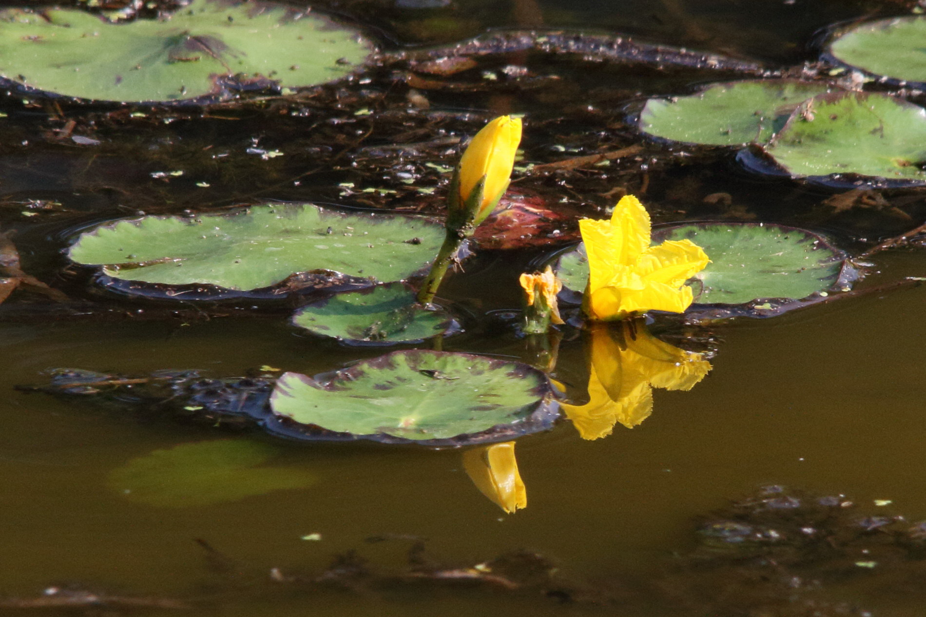 nymphoides_peltata7md