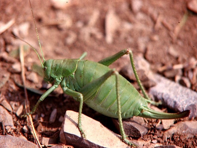 polysarcus_denticauda6md