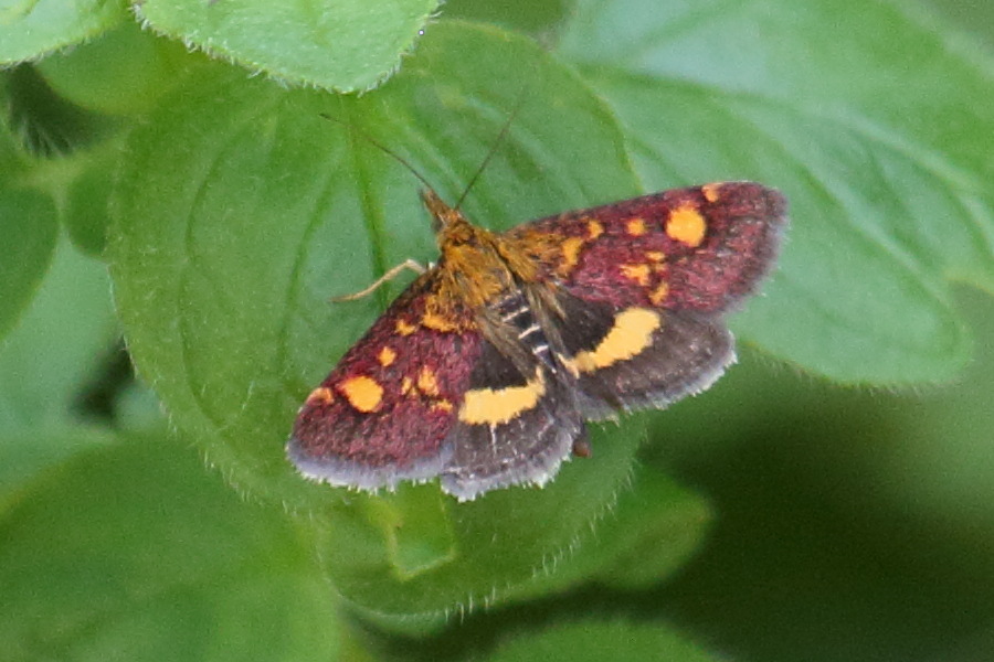 pyrausta_aurata2bd