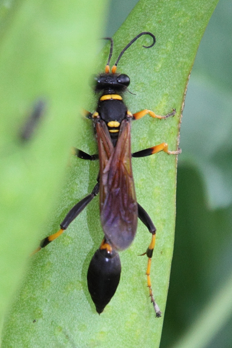 sceliphron_caementarium3md