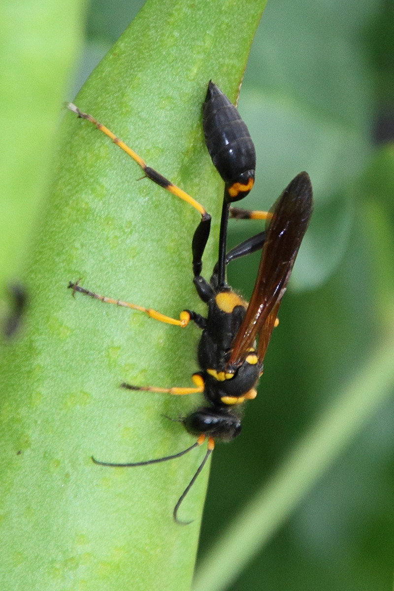 sceliphron_caementarium4md