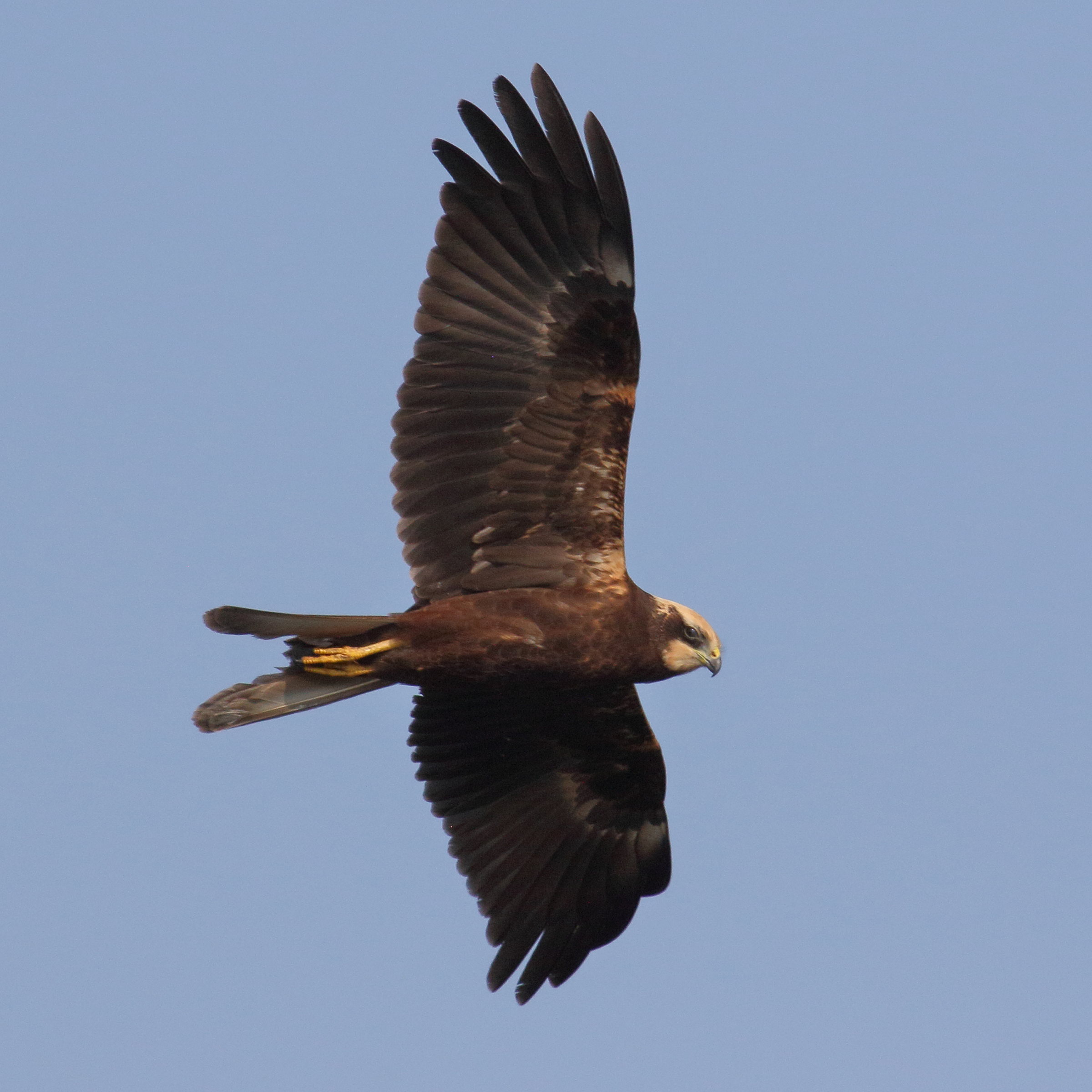 busard_des_roseaux_-_circus_aeruginosus7bd